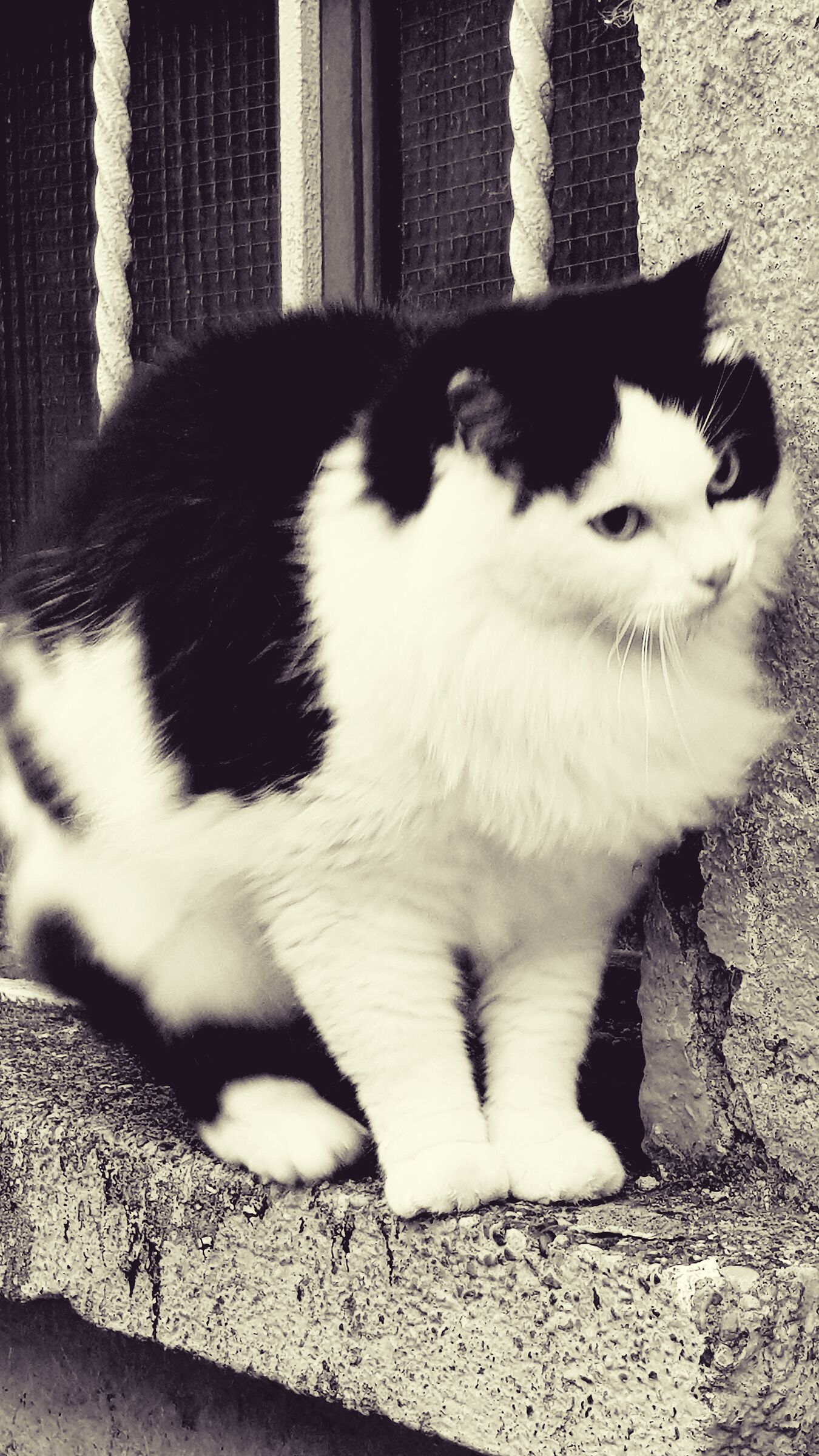 On the windows windows windows