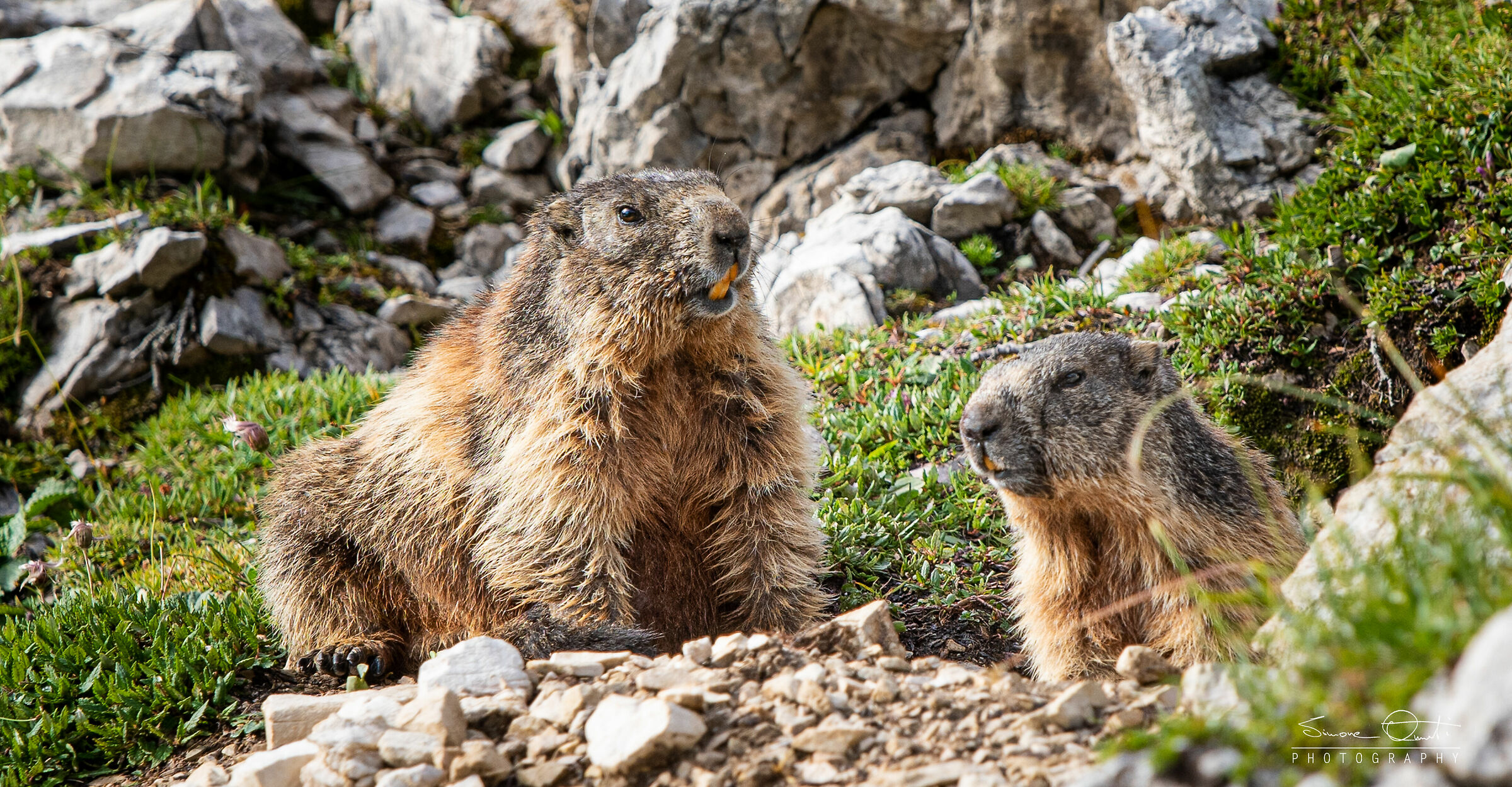 Marmotte