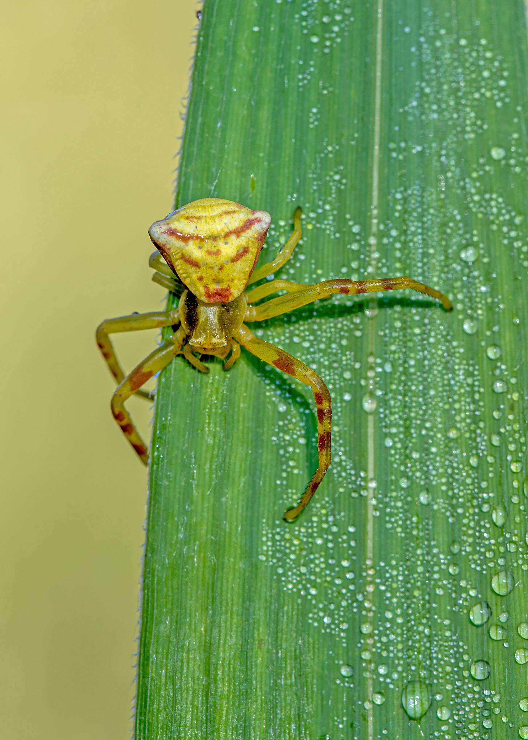 Tomisidae