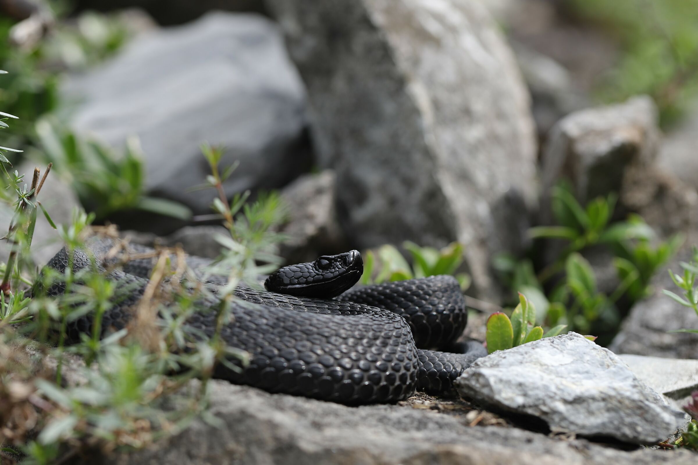 Vipera apsis aspis from atra, maschio, 1290m