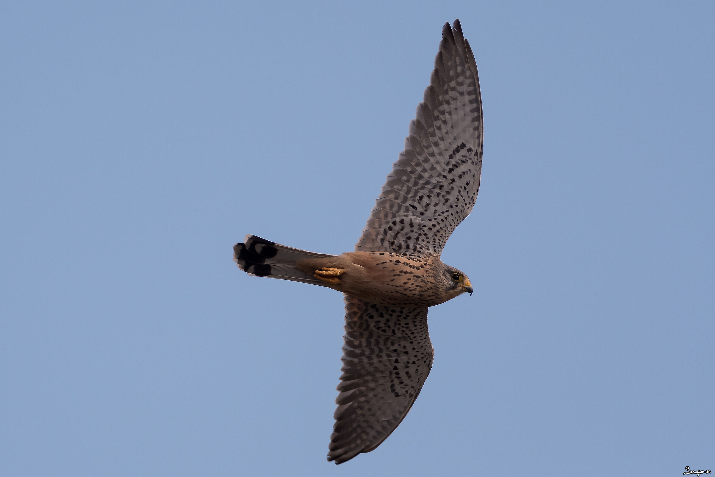Kestrel