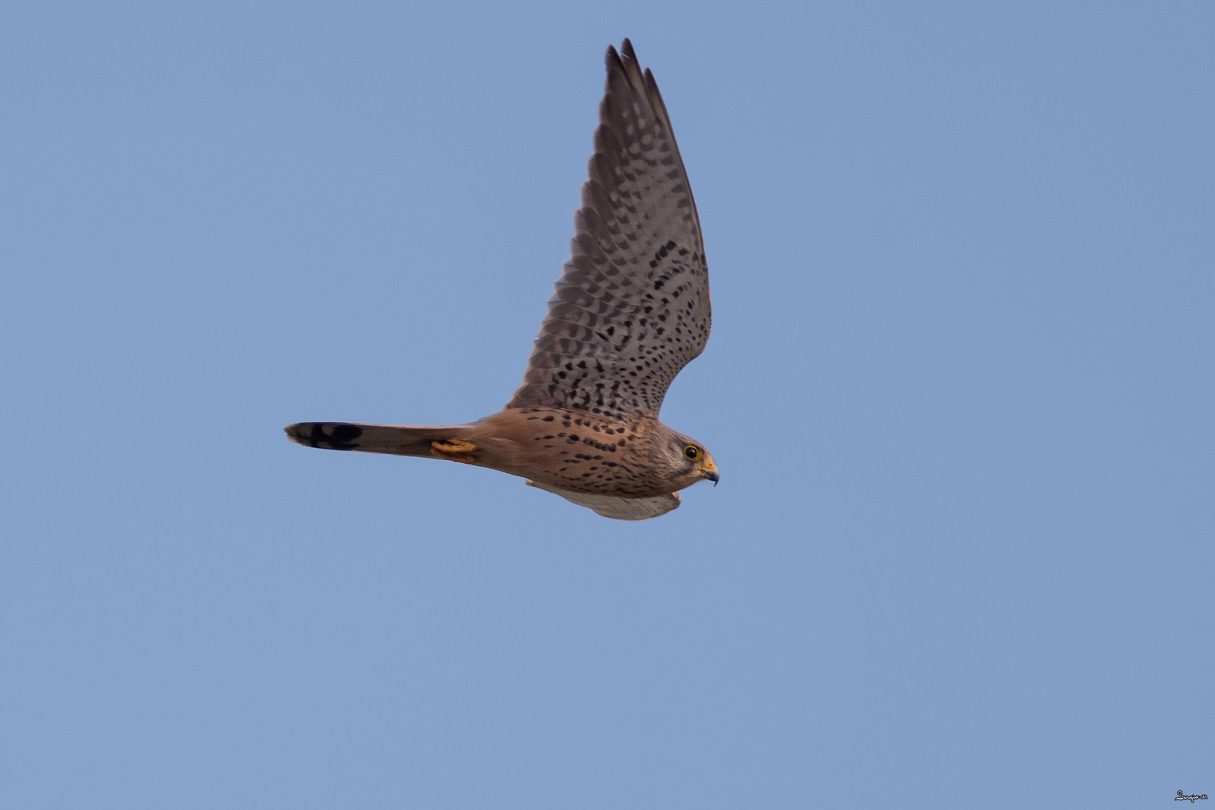 Kestrel