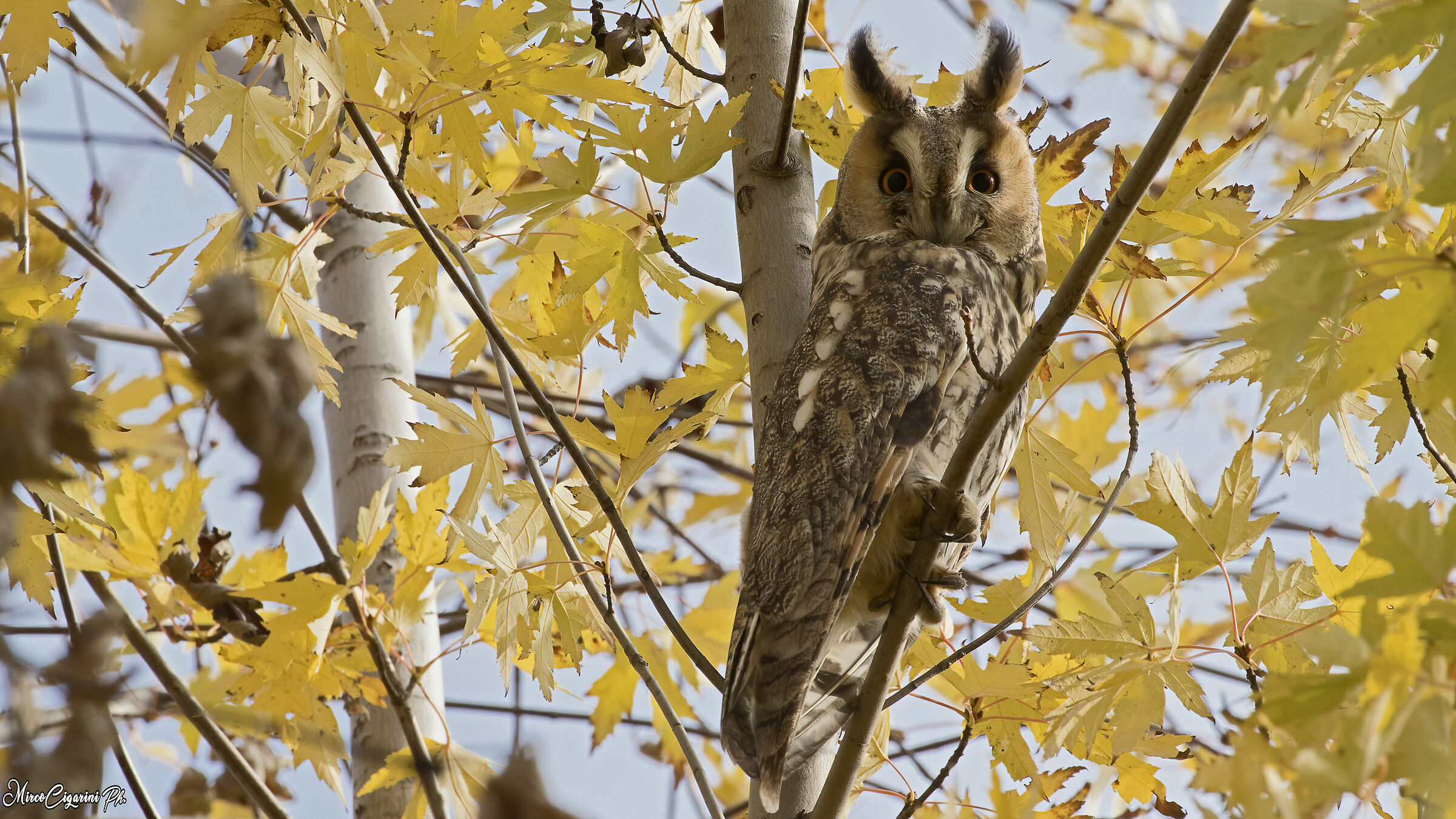 gufo comune (Asio otus )