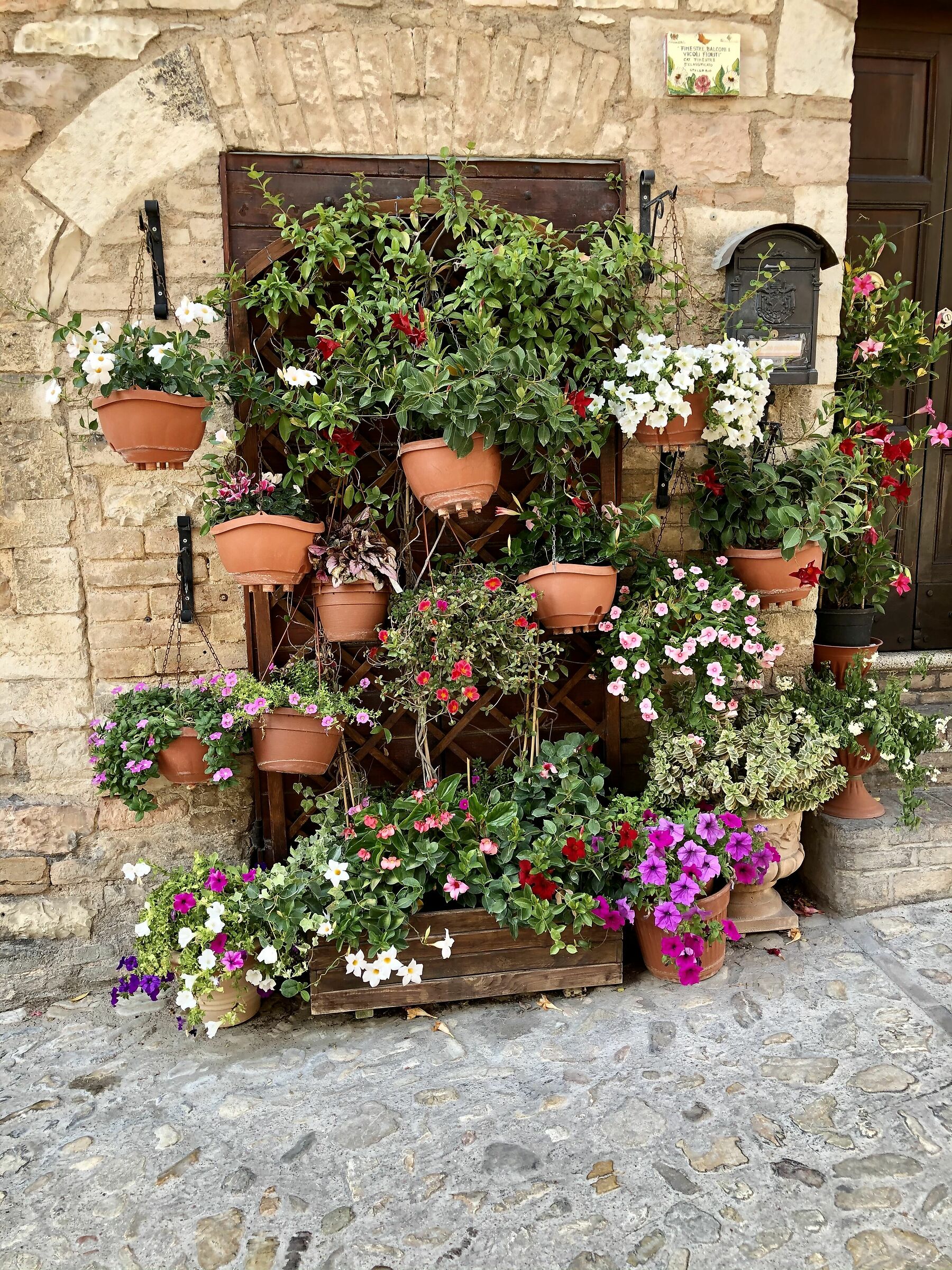 Spello in fiore :)