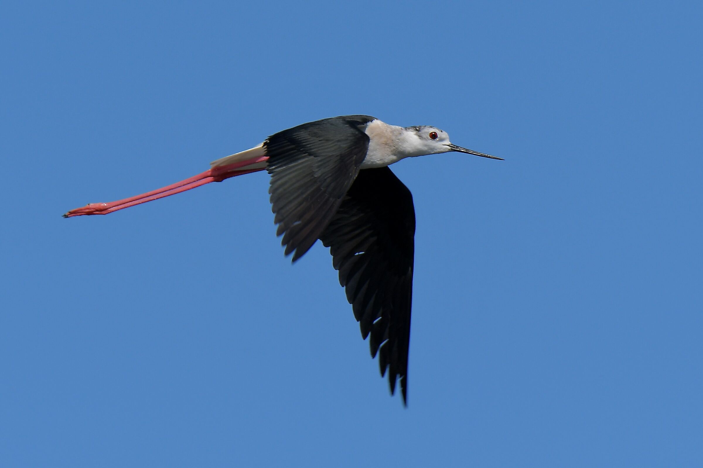knight of Italy at the arnetta tanks