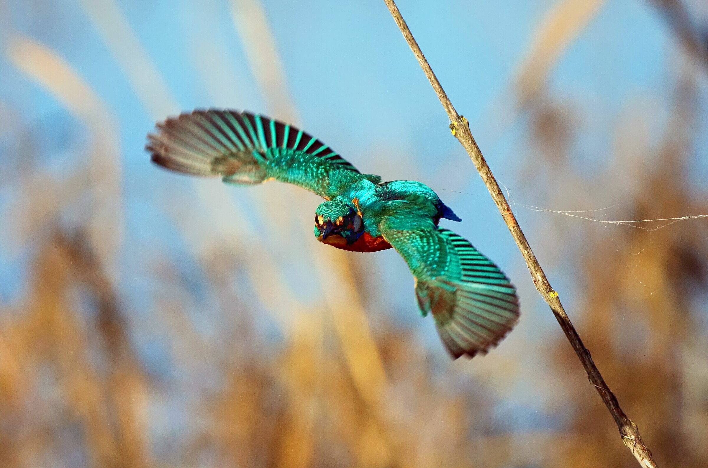 L'imbardata del Martino