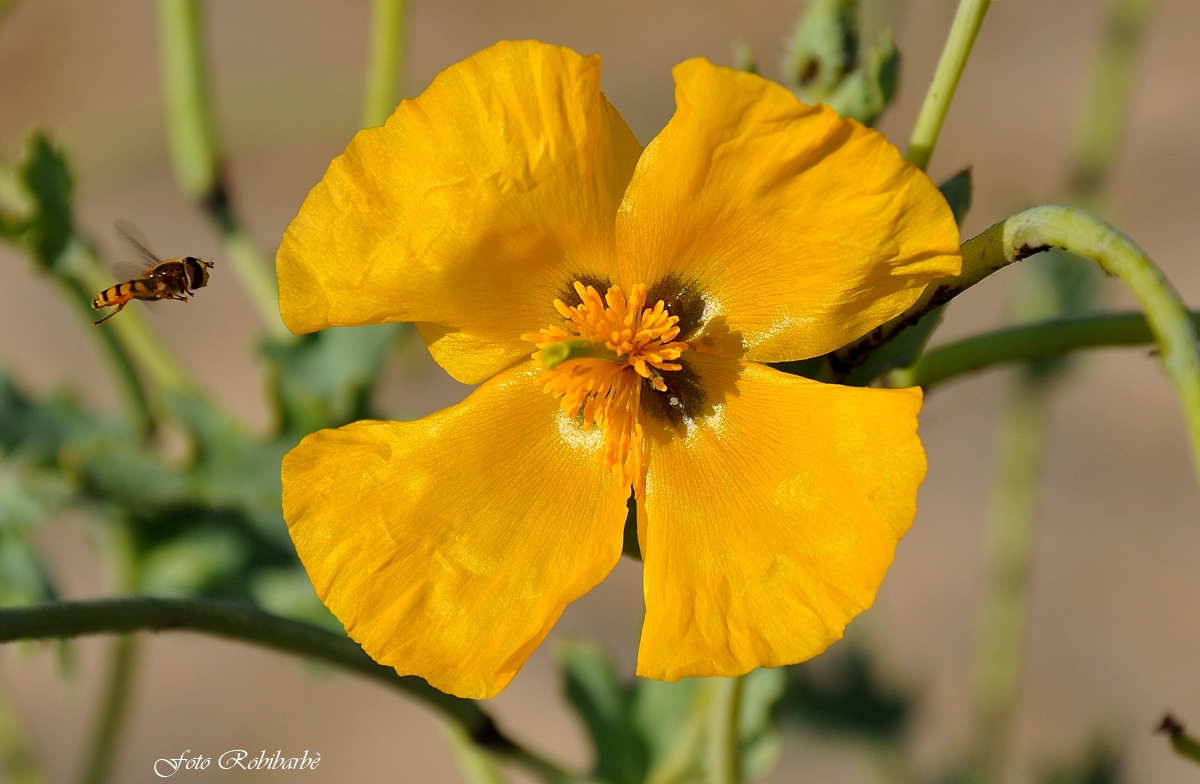 Glaucium Flavum / Papavero delle sabbie