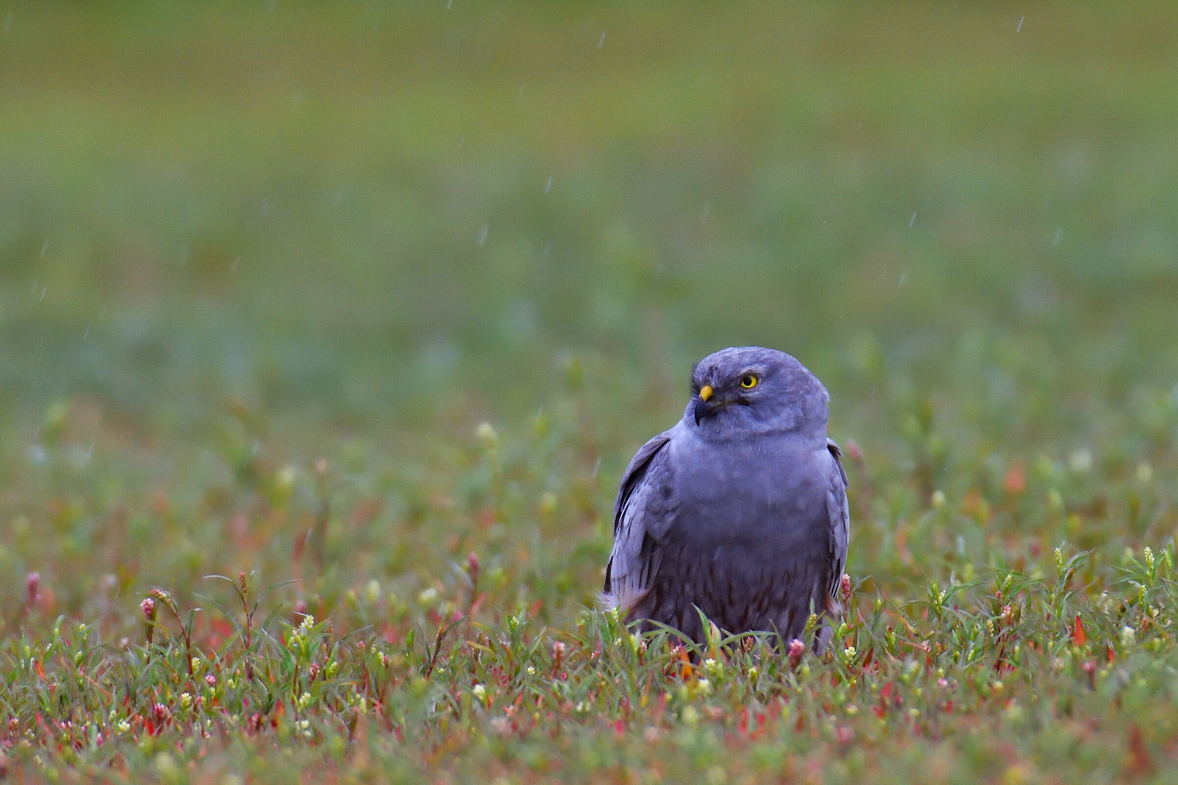 Albanella Minor male in the rain