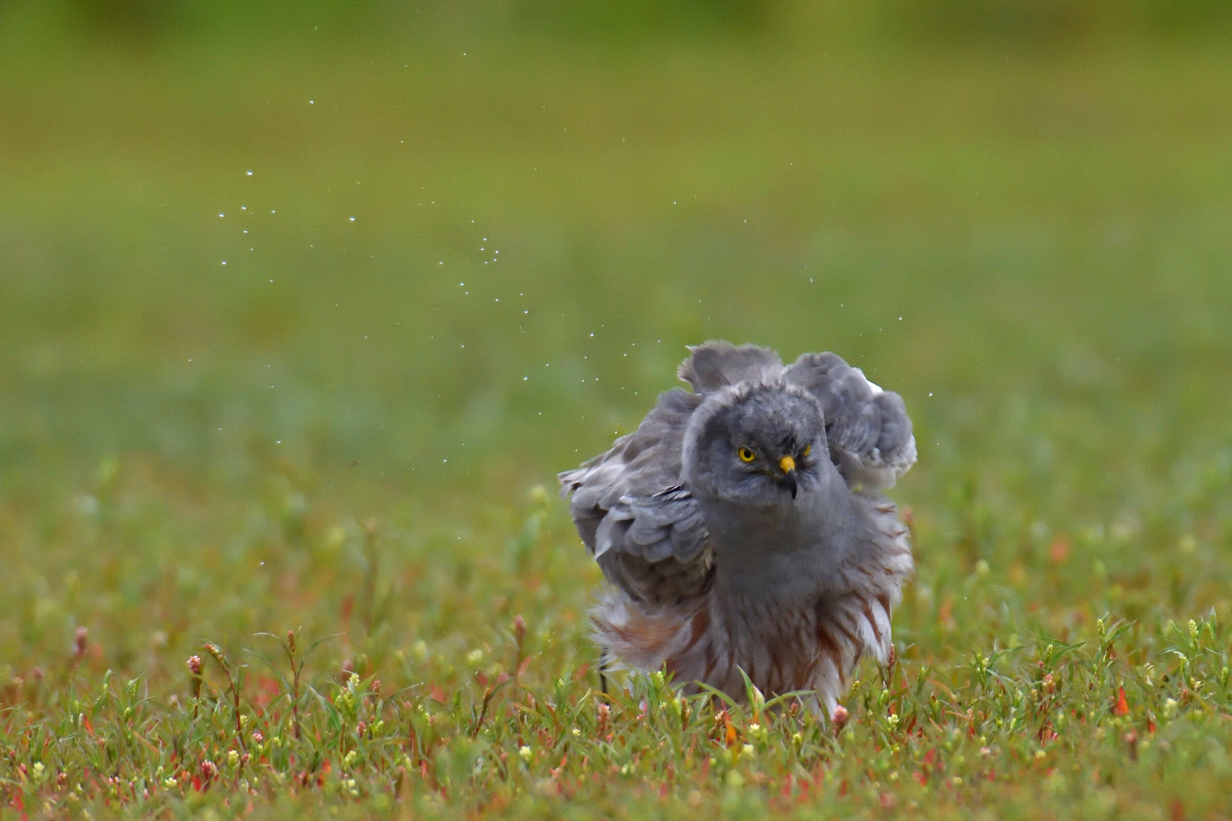 Albanella Minor male in the rain