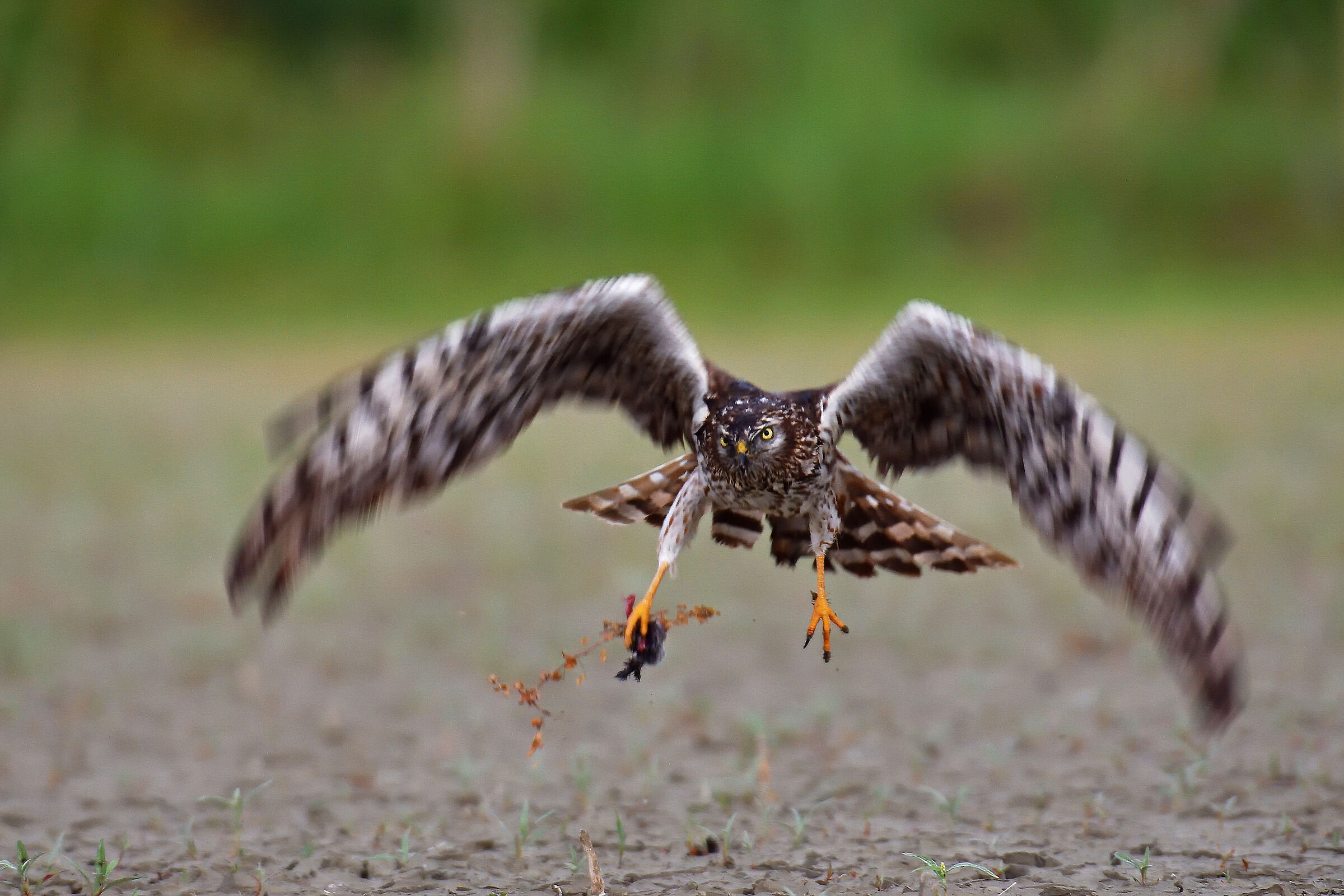Albanella Minor female with prey