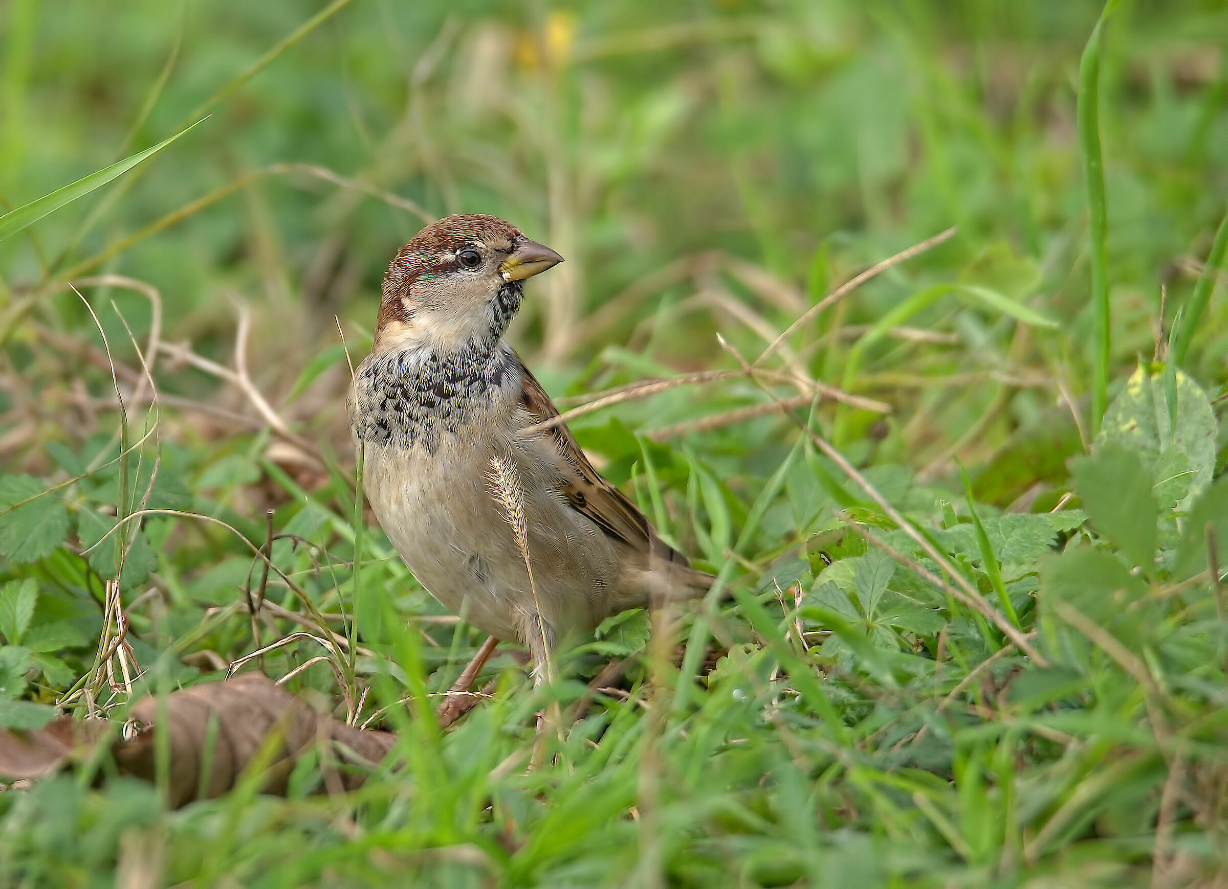 Passero d'Italia maschio