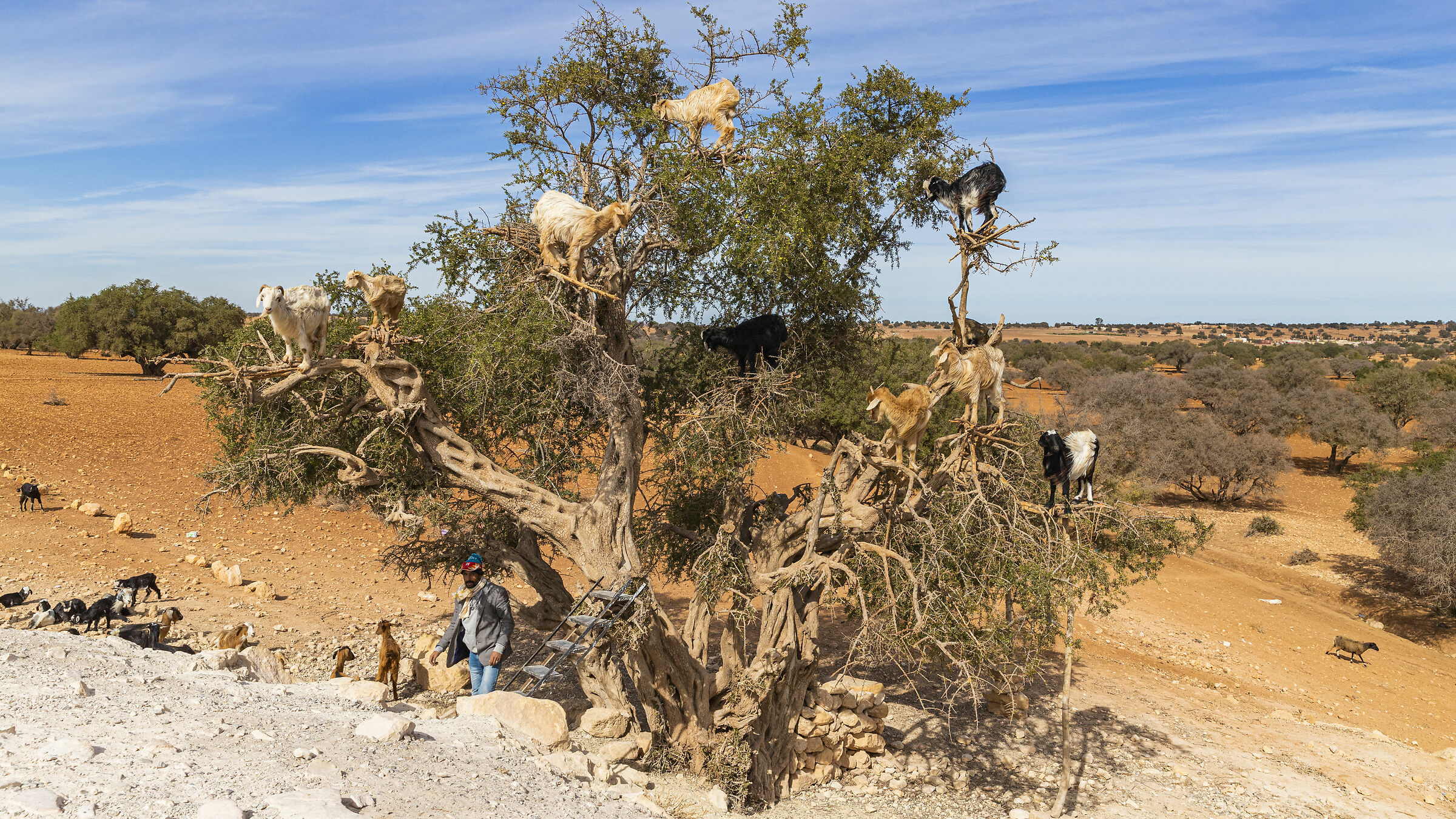 Capre mangiano i frutti dell' Agrania Spinosa