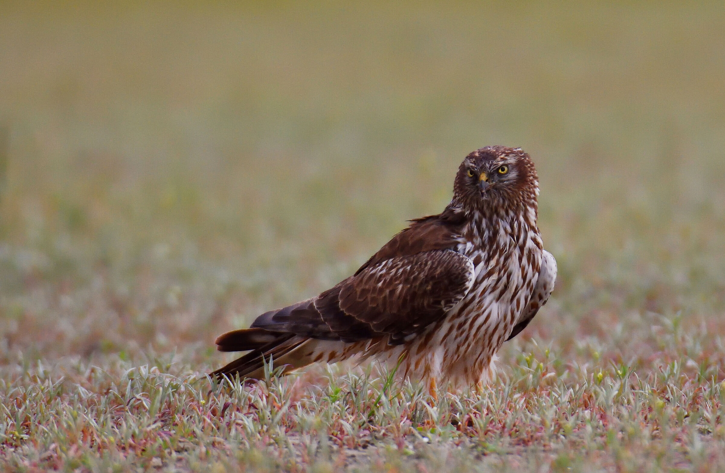 Albanella Minor female