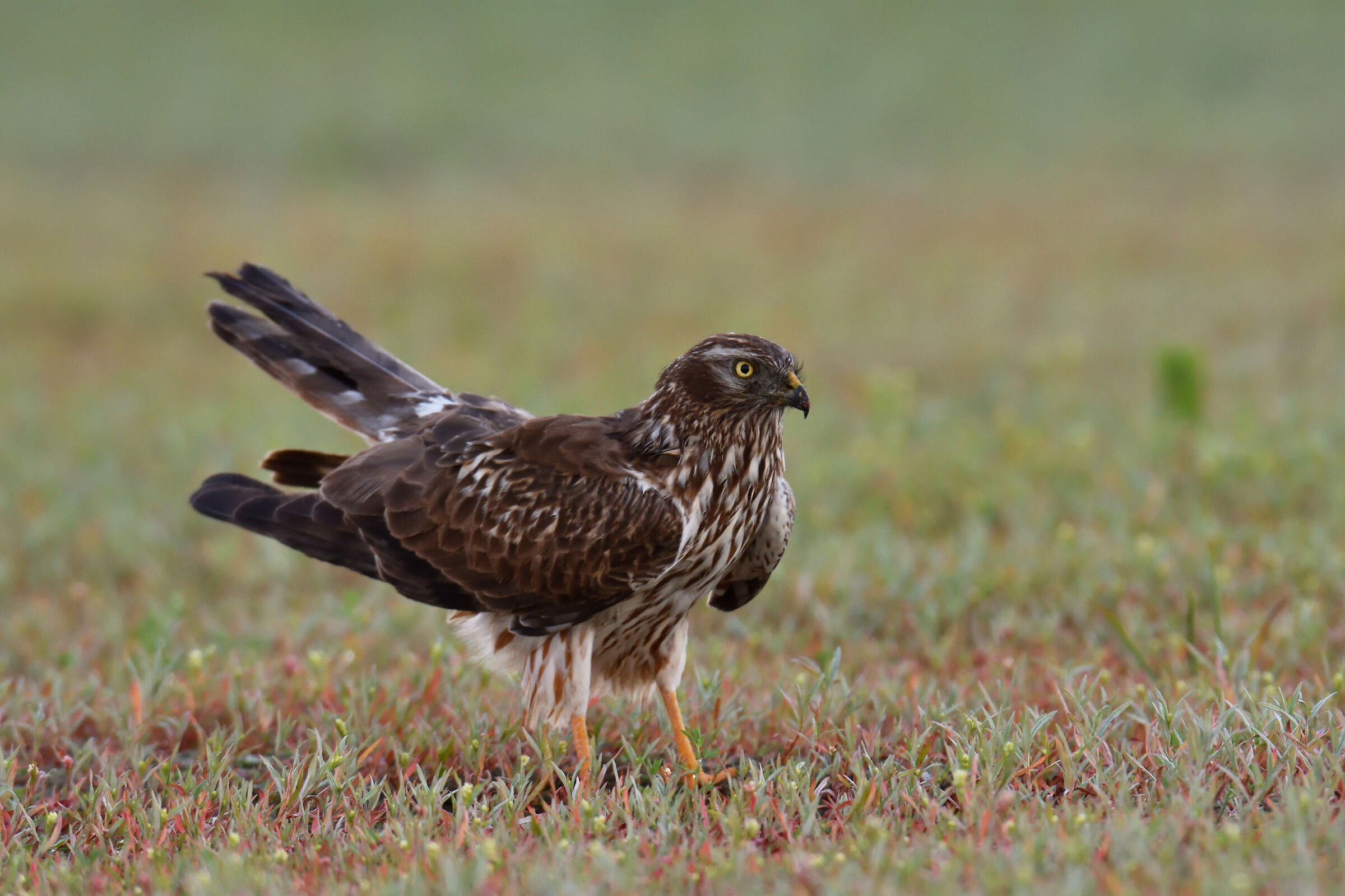 Albanella Minor female