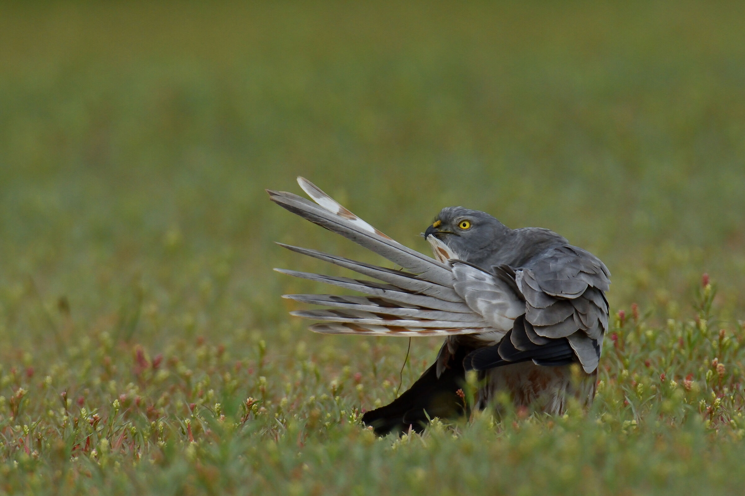 Albanella minor male cleaning plumage