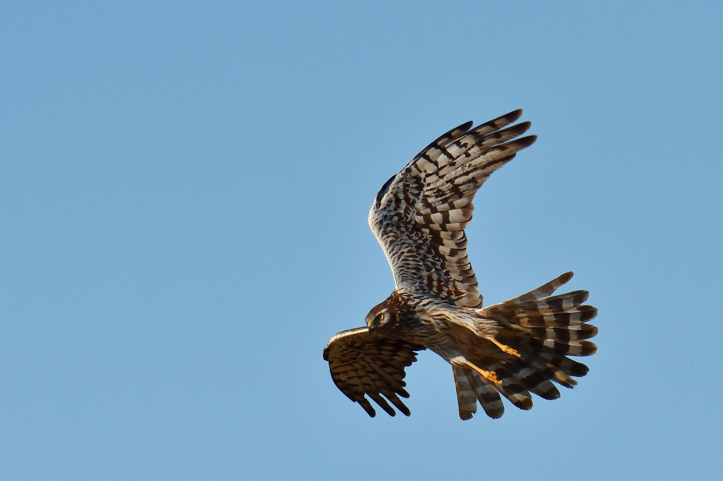 Albanella Minor female in flight
