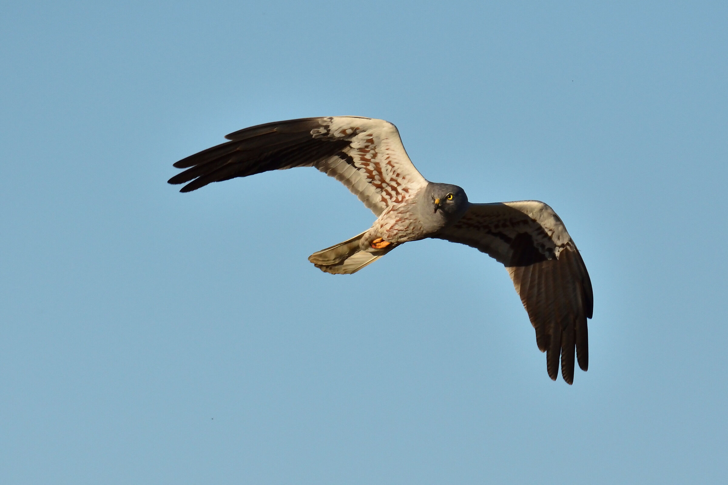 Albanella Minor male in flight