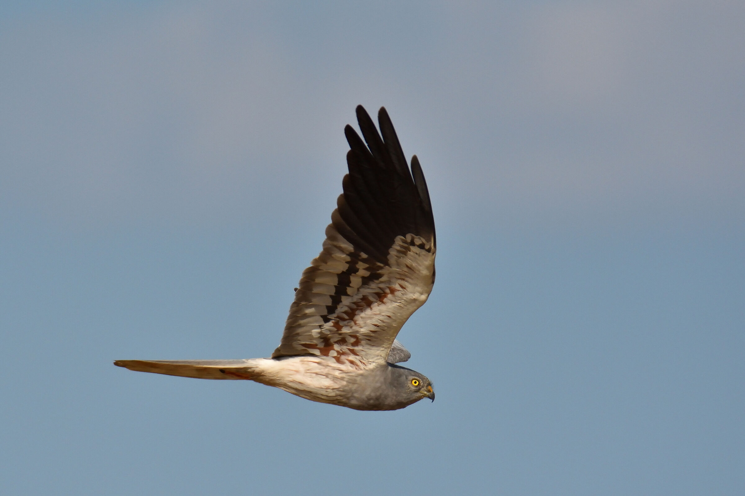 Albanella Minor male in flight