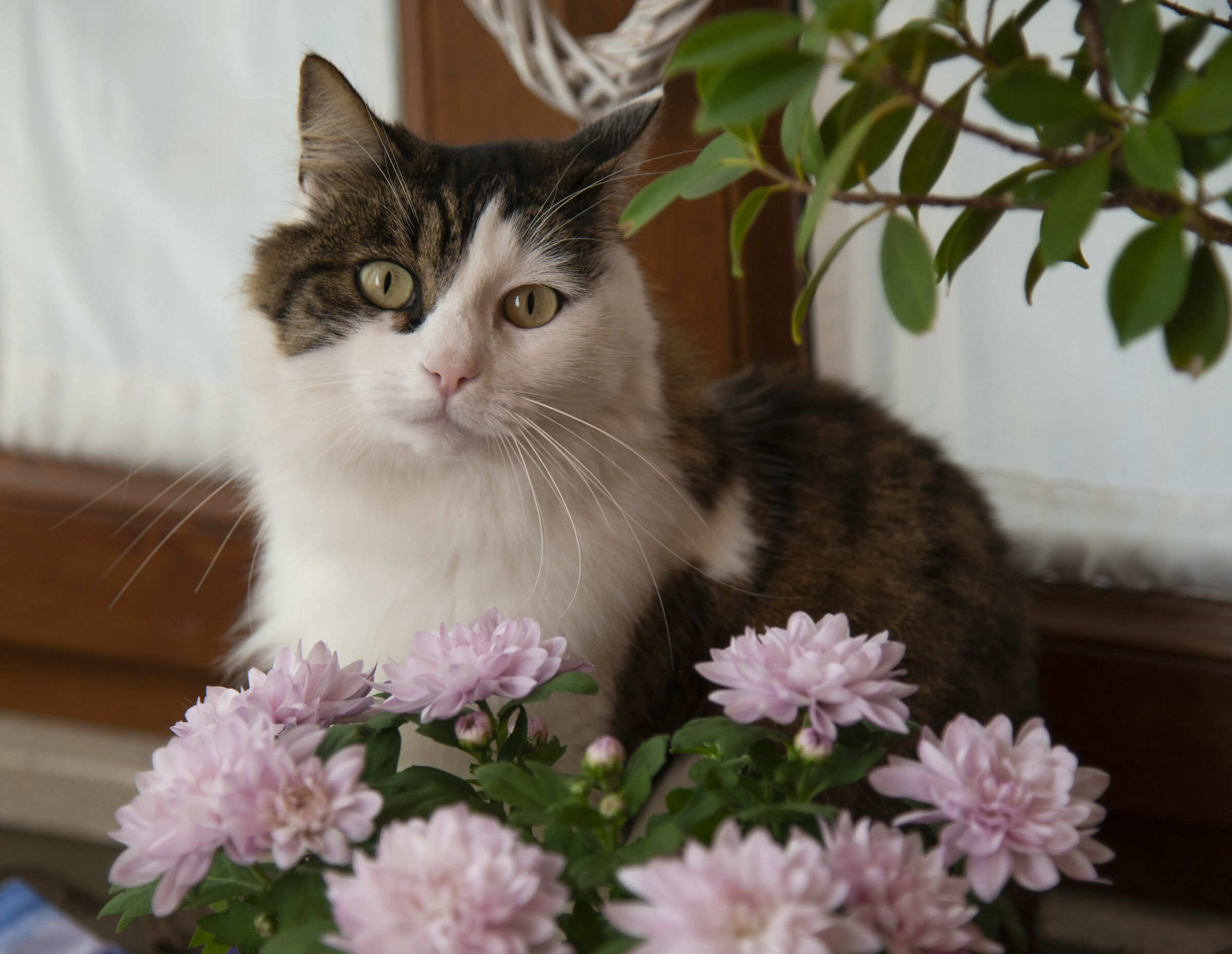 Mimi Among the Flowers