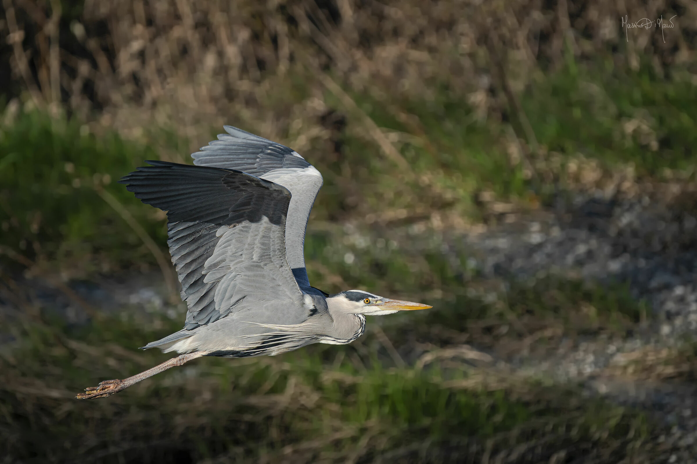 Confidenzialmente Rino