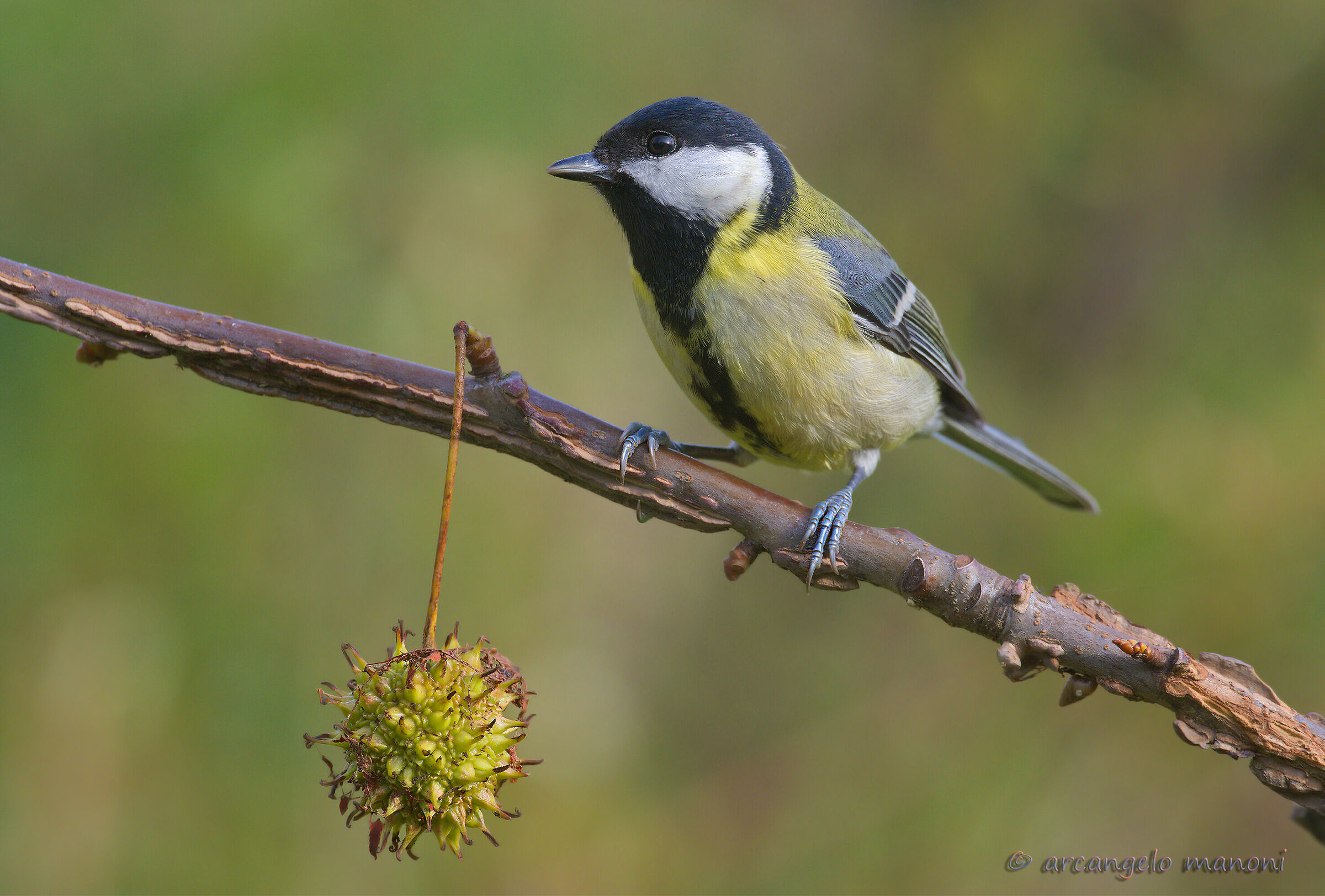 A cinciallegra with a red maple seed