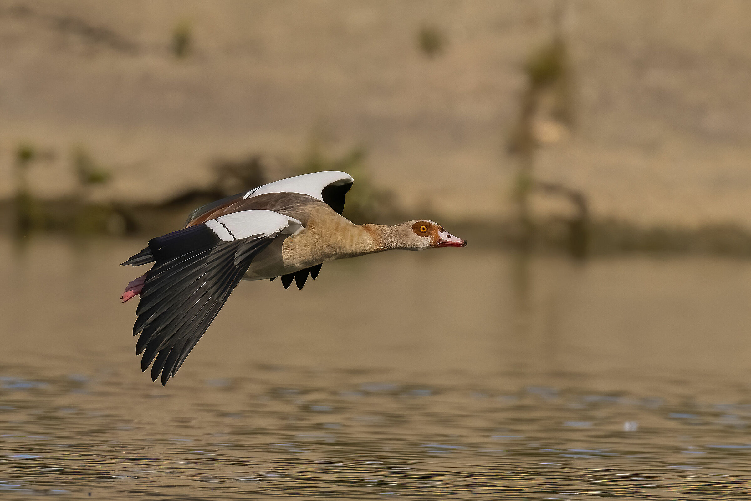Egyptian goose