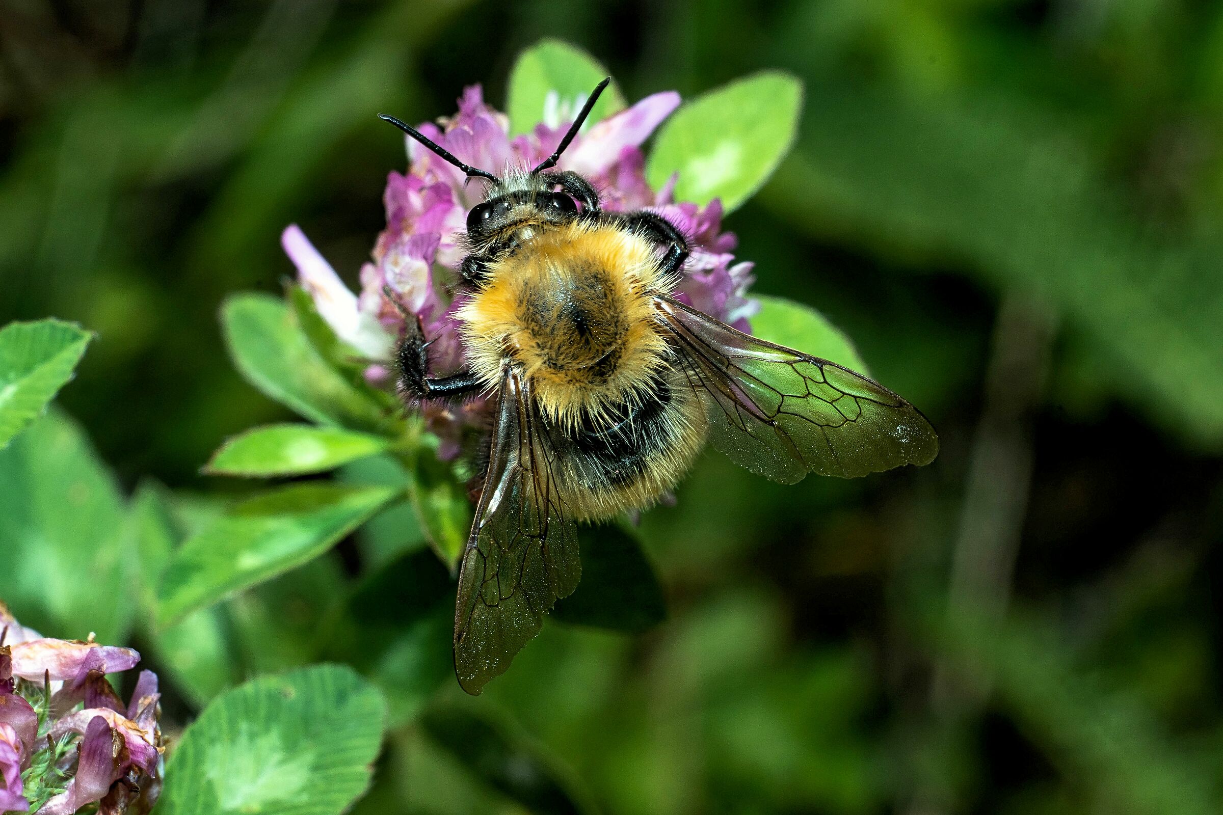 bombus pascuorum 17/08/2020