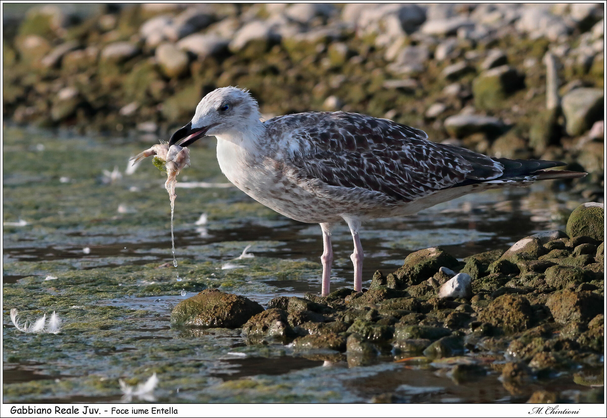 ... Royal Seagull Juv.