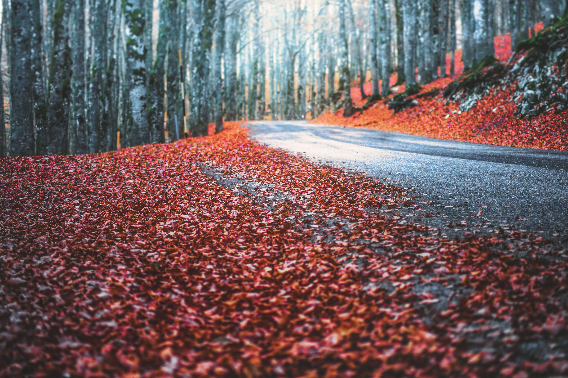 La strada verso l'inverno