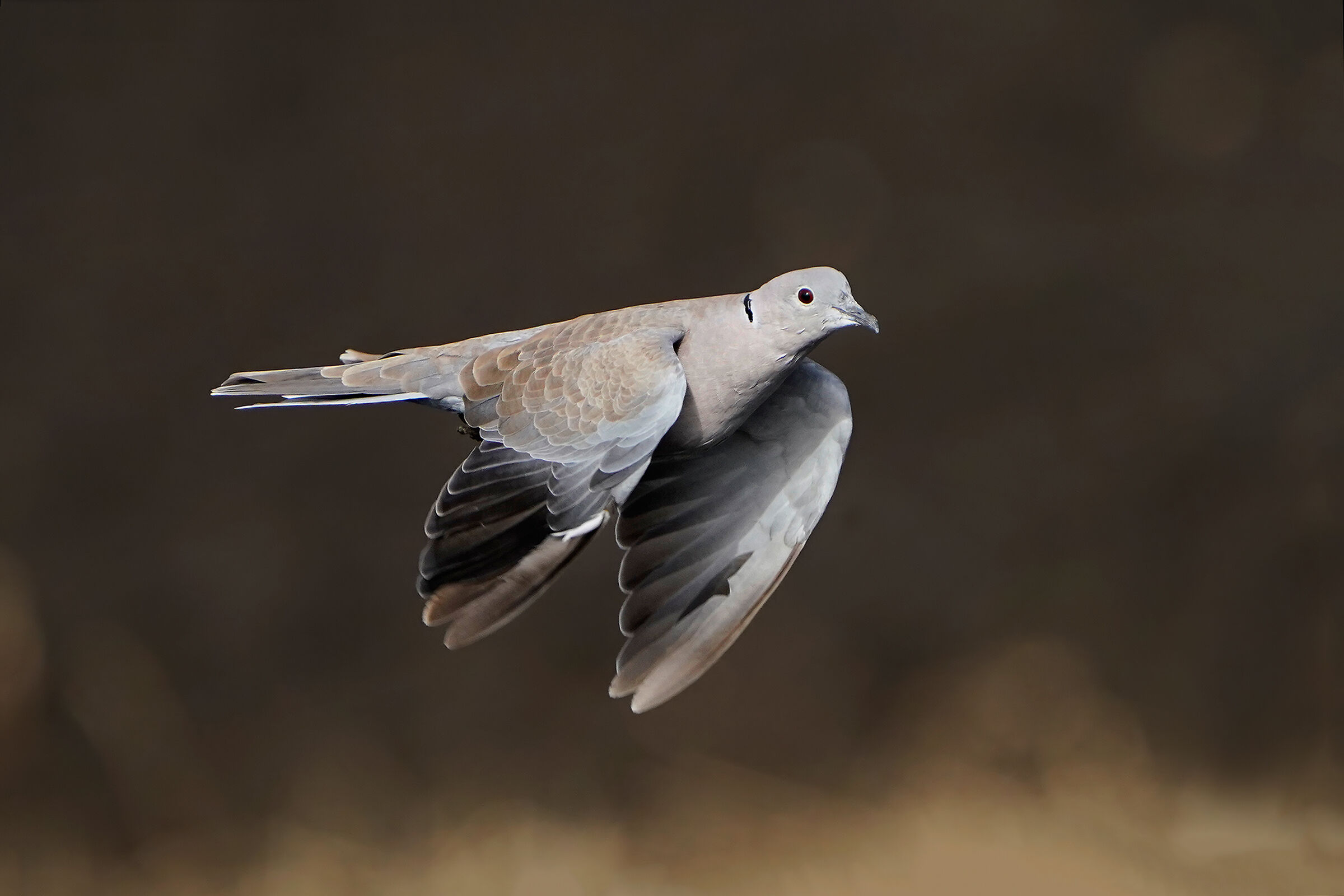Eastern collared dove