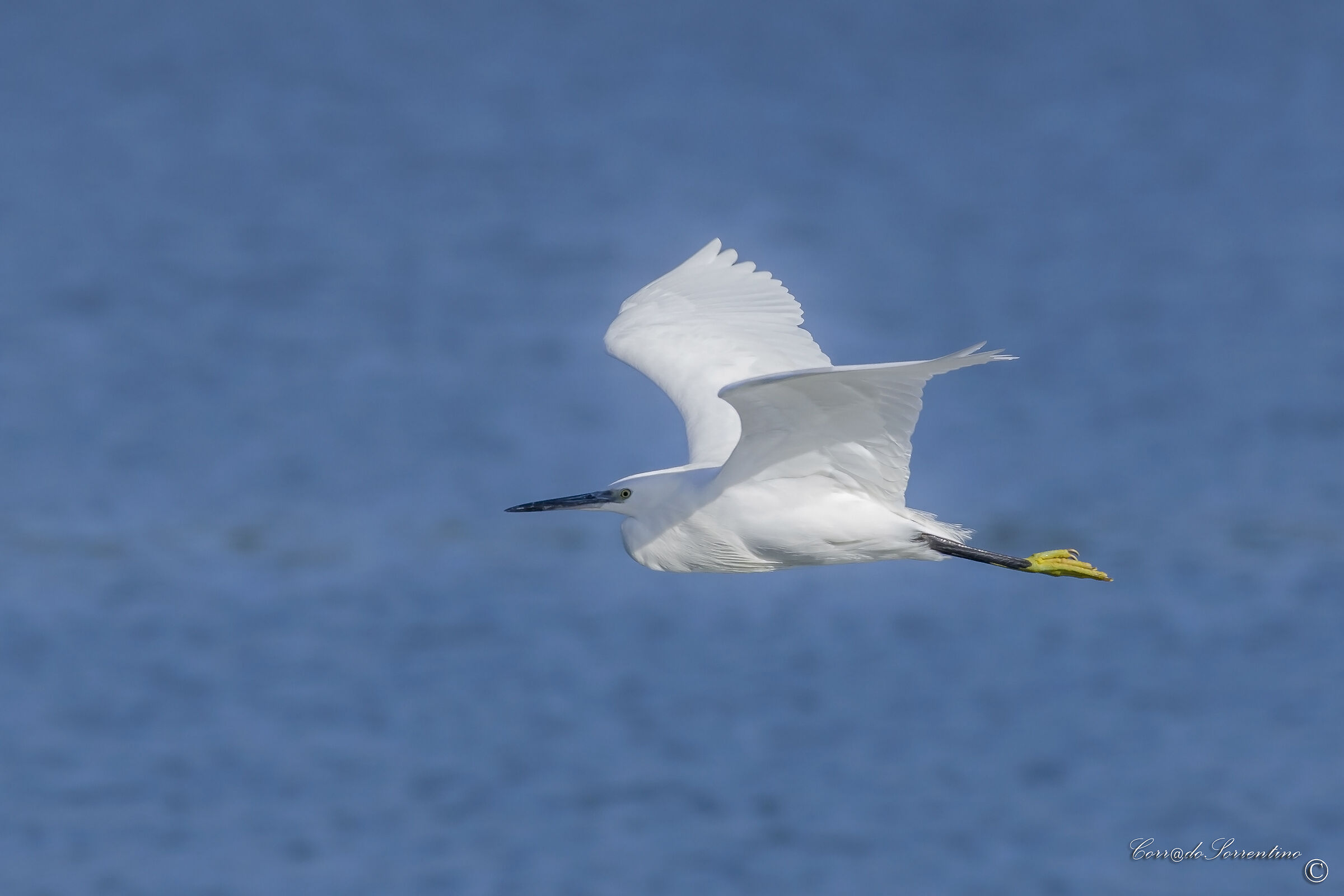 Egret