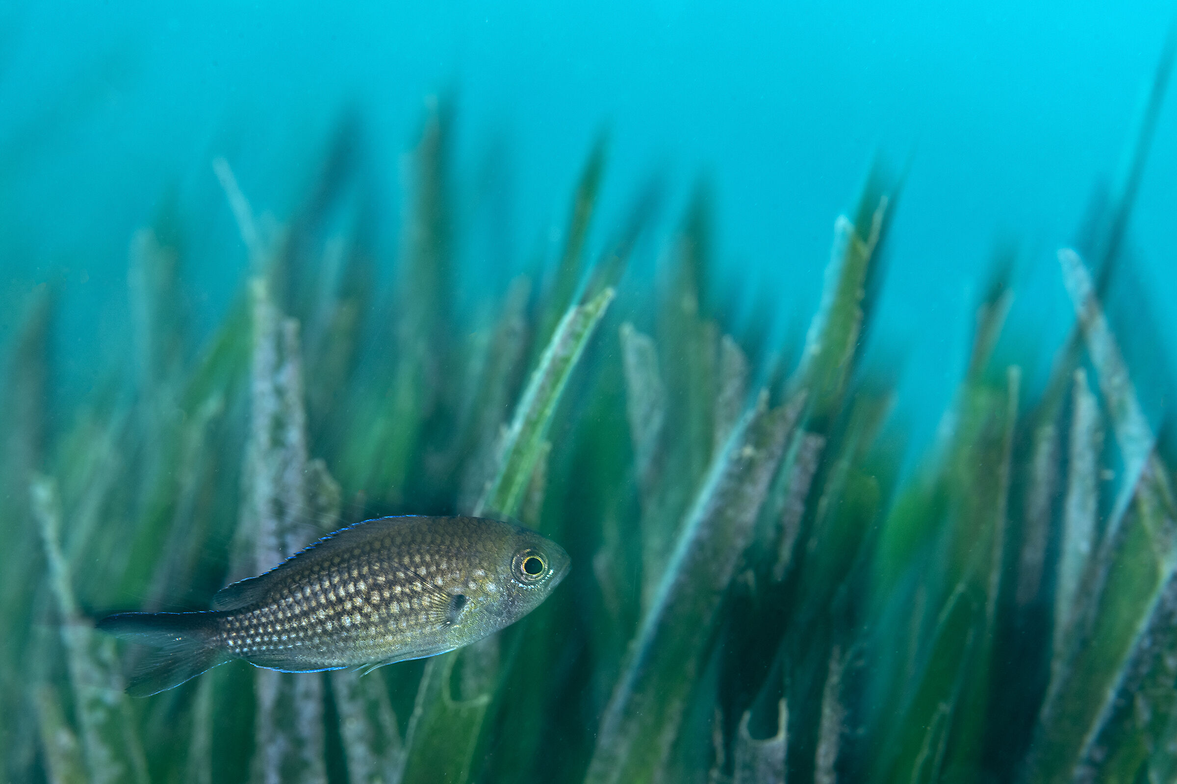 Castagnola nella posidonia