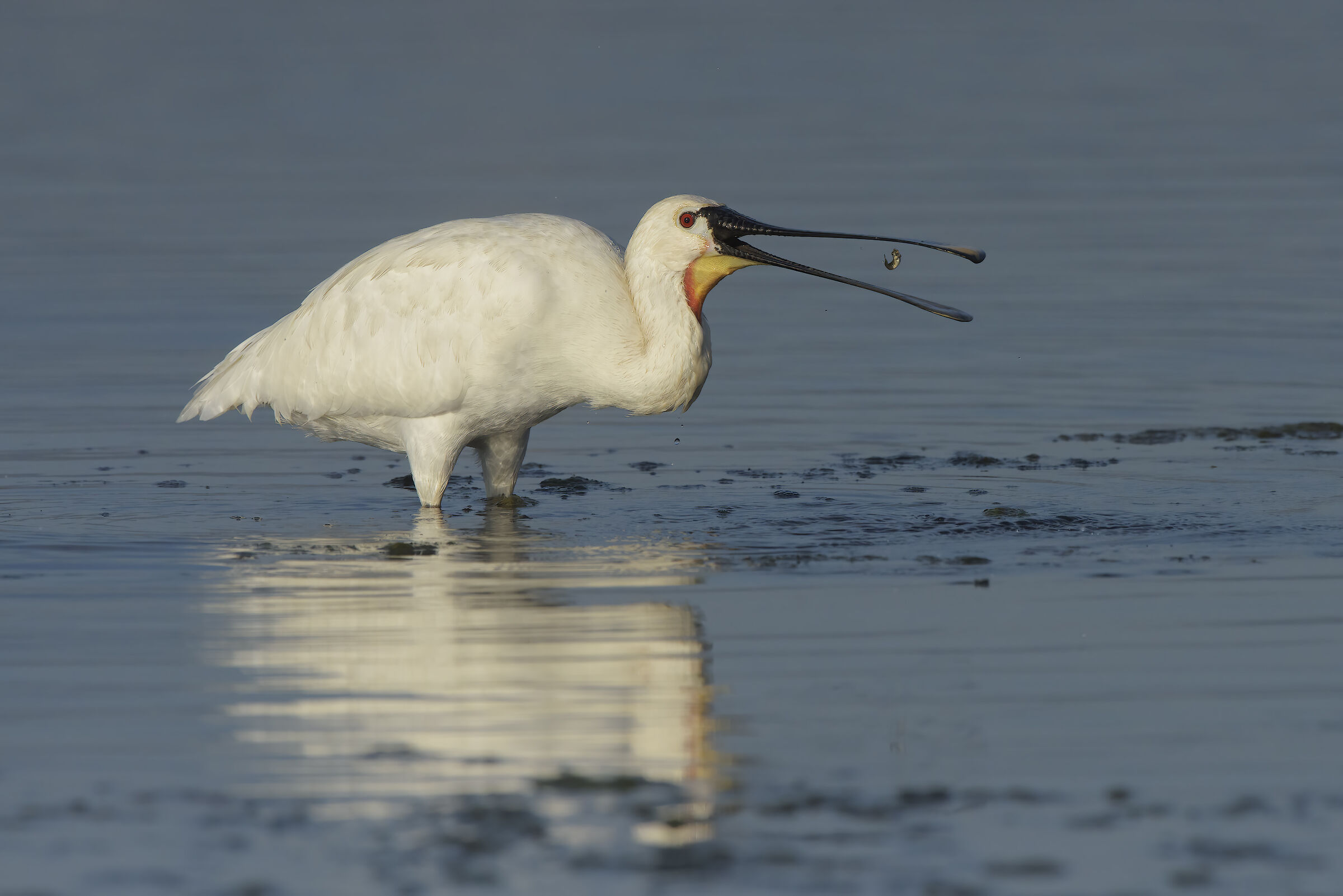 ooo...plà spatola in alimentazione