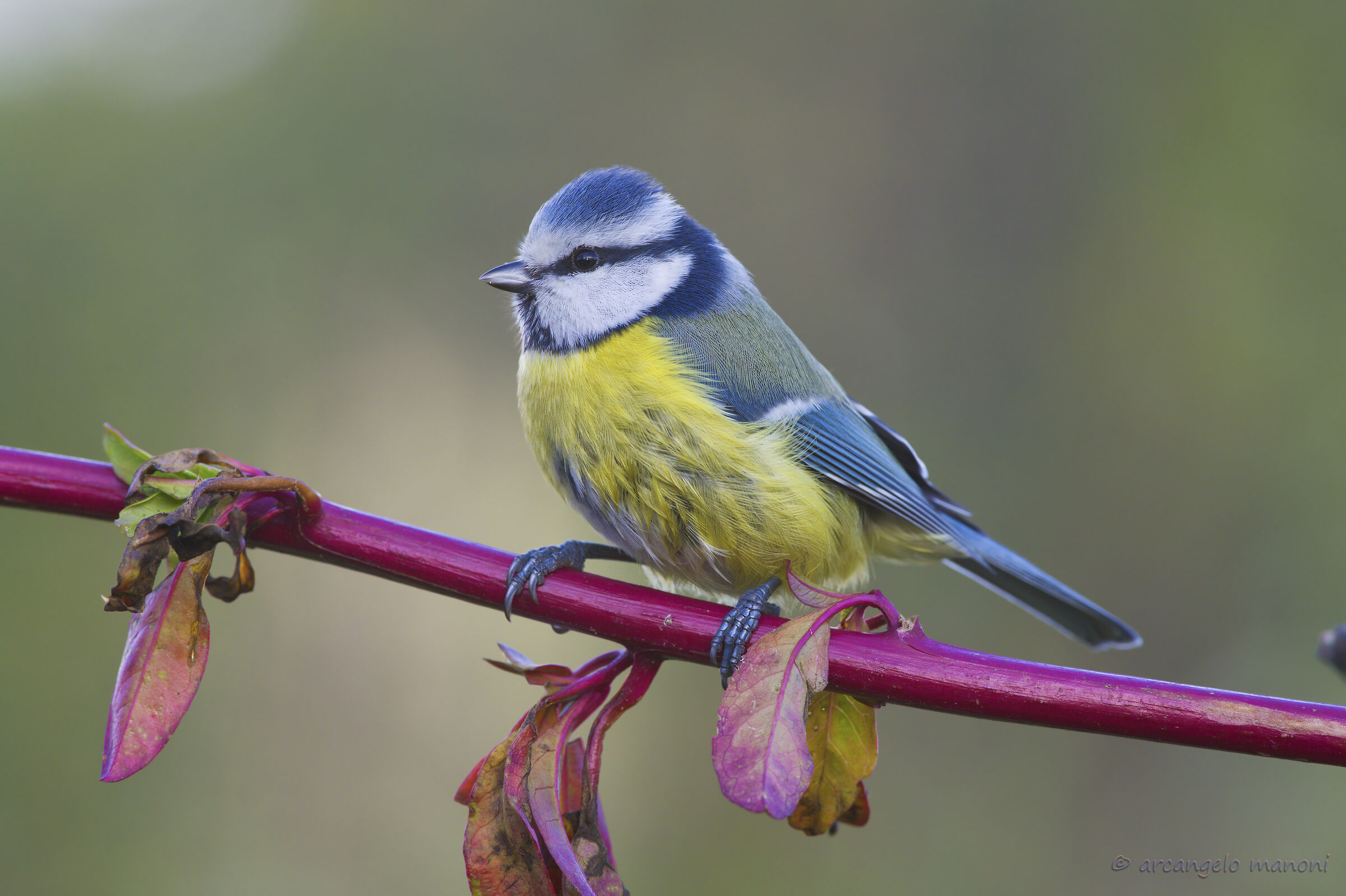 Cinciarella D850 native post product file