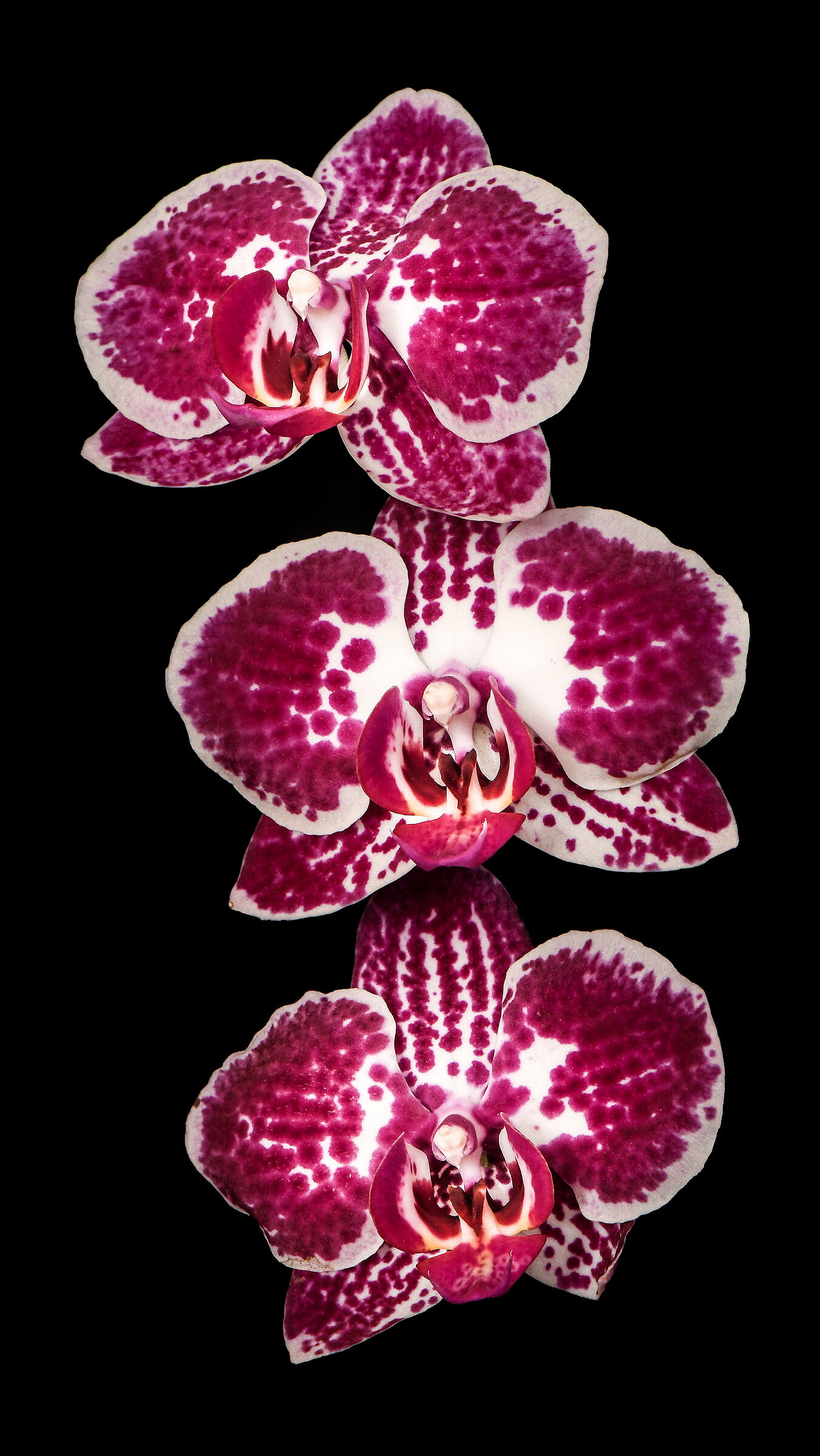 An Orchid.
