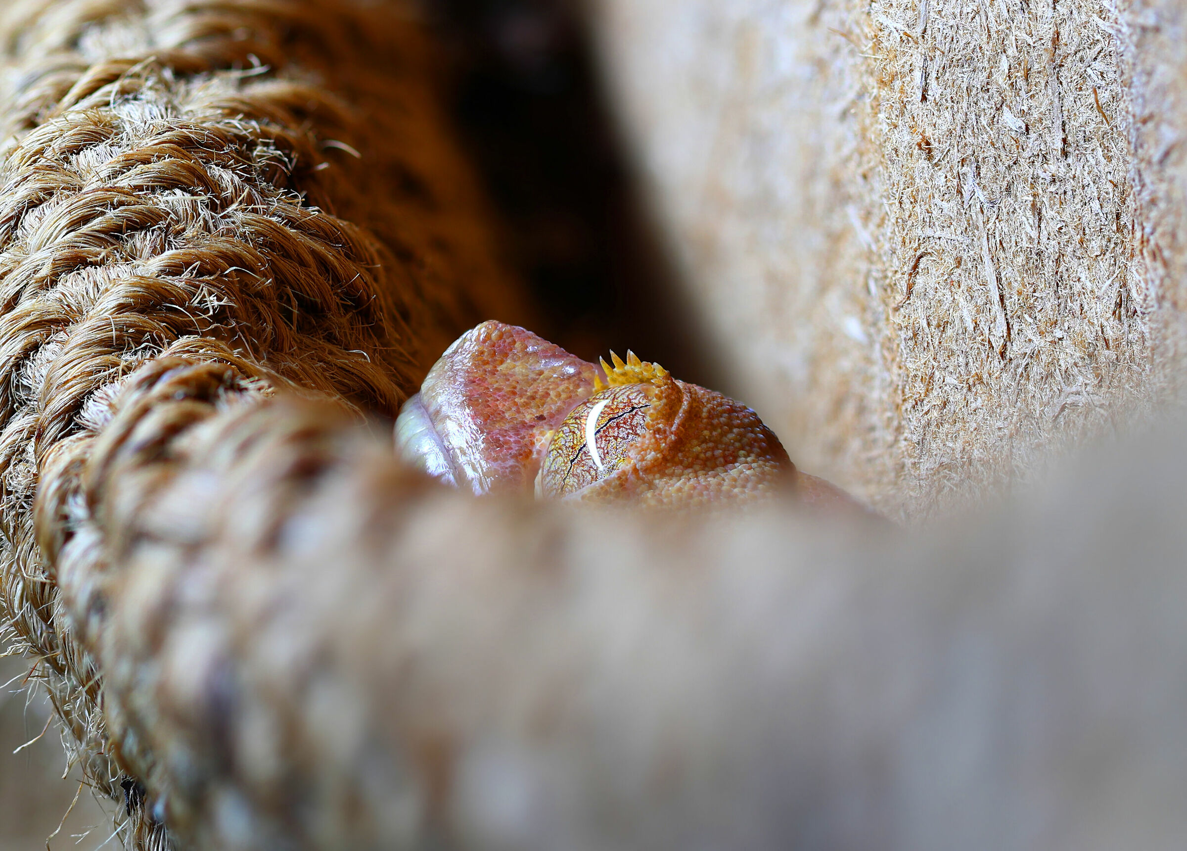 Correlophus ciliatus - Geco crestato