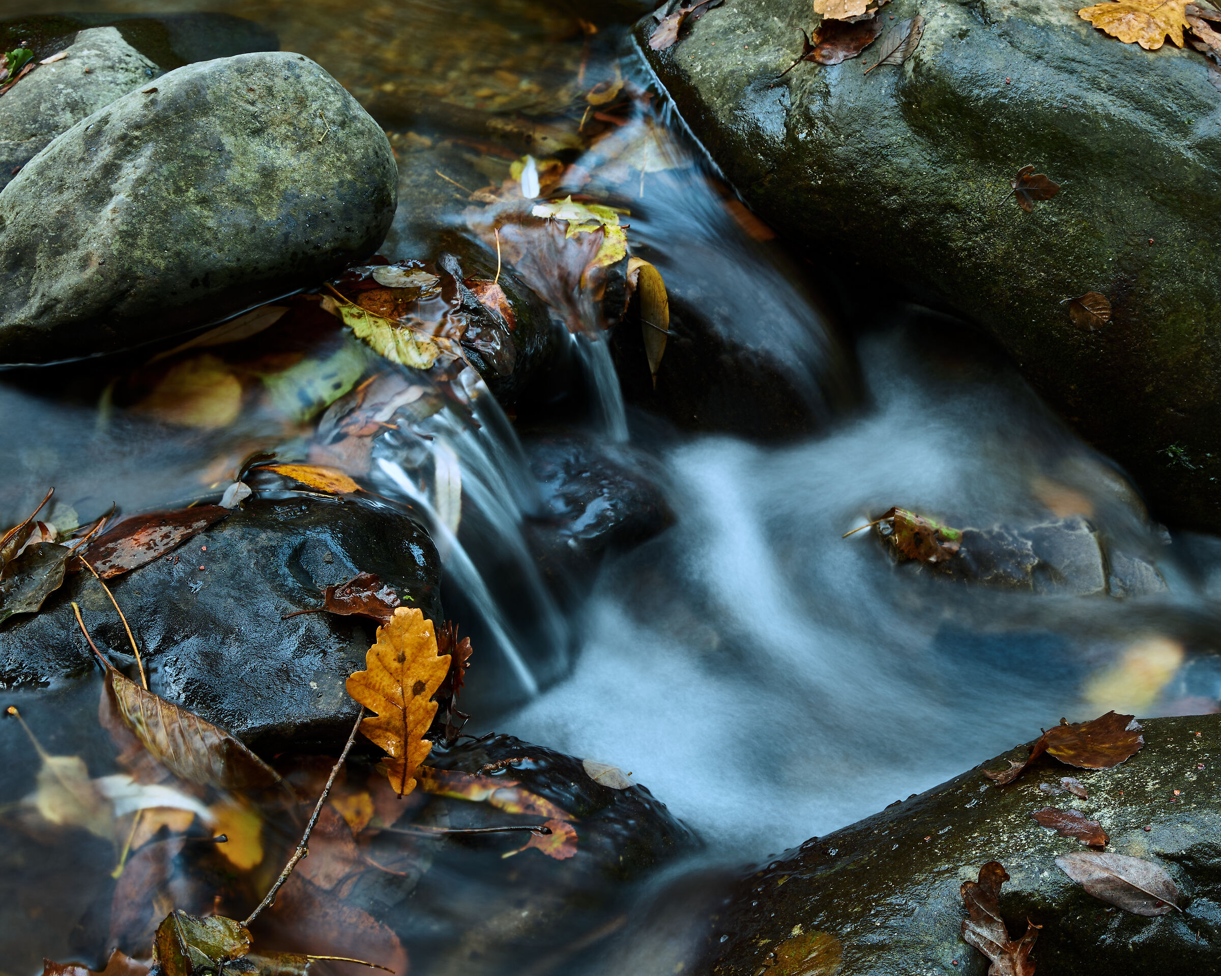 Tiny creek and last fall leaves