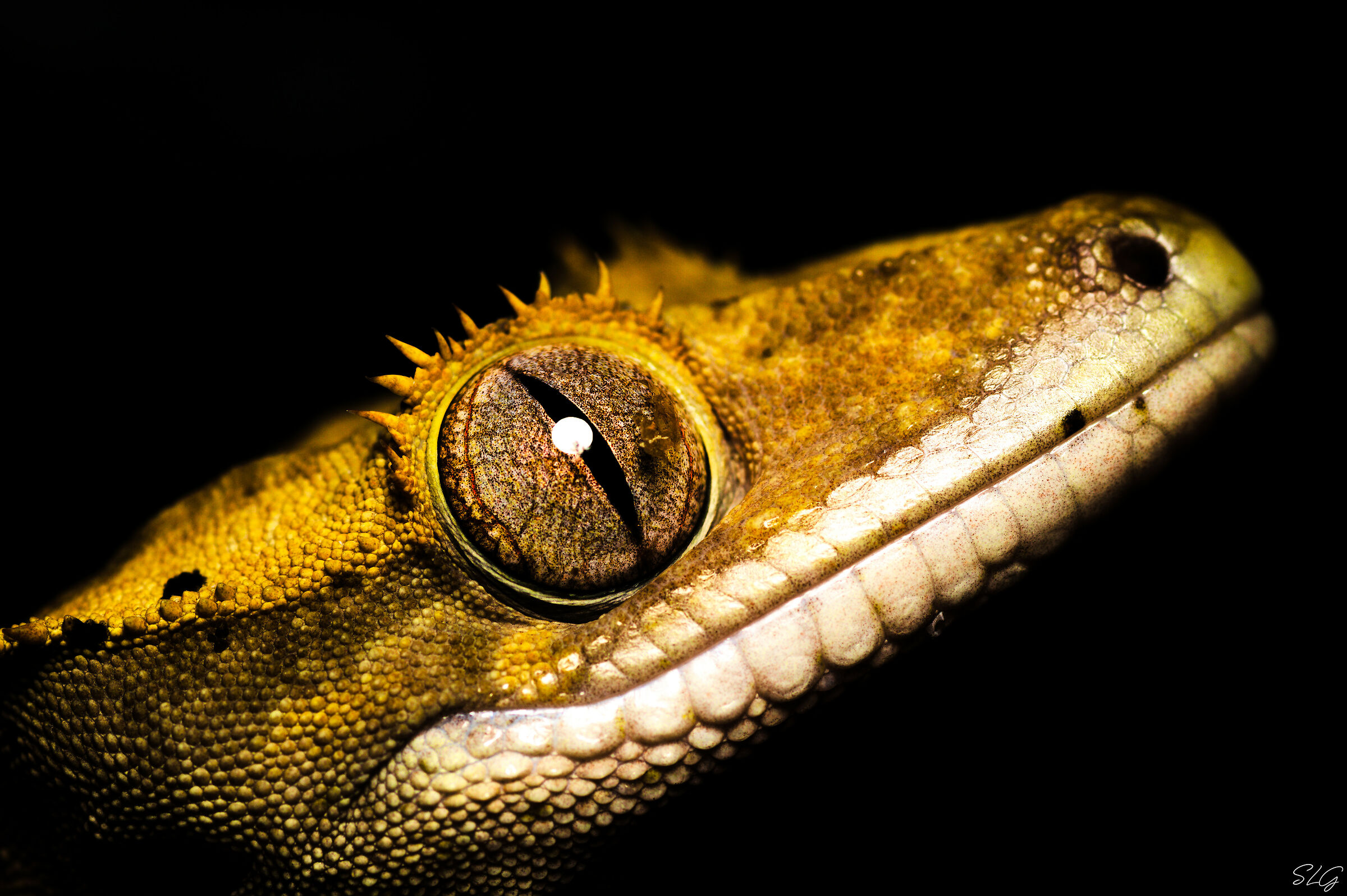 Crested Gecko (Correlophus ciliatus)