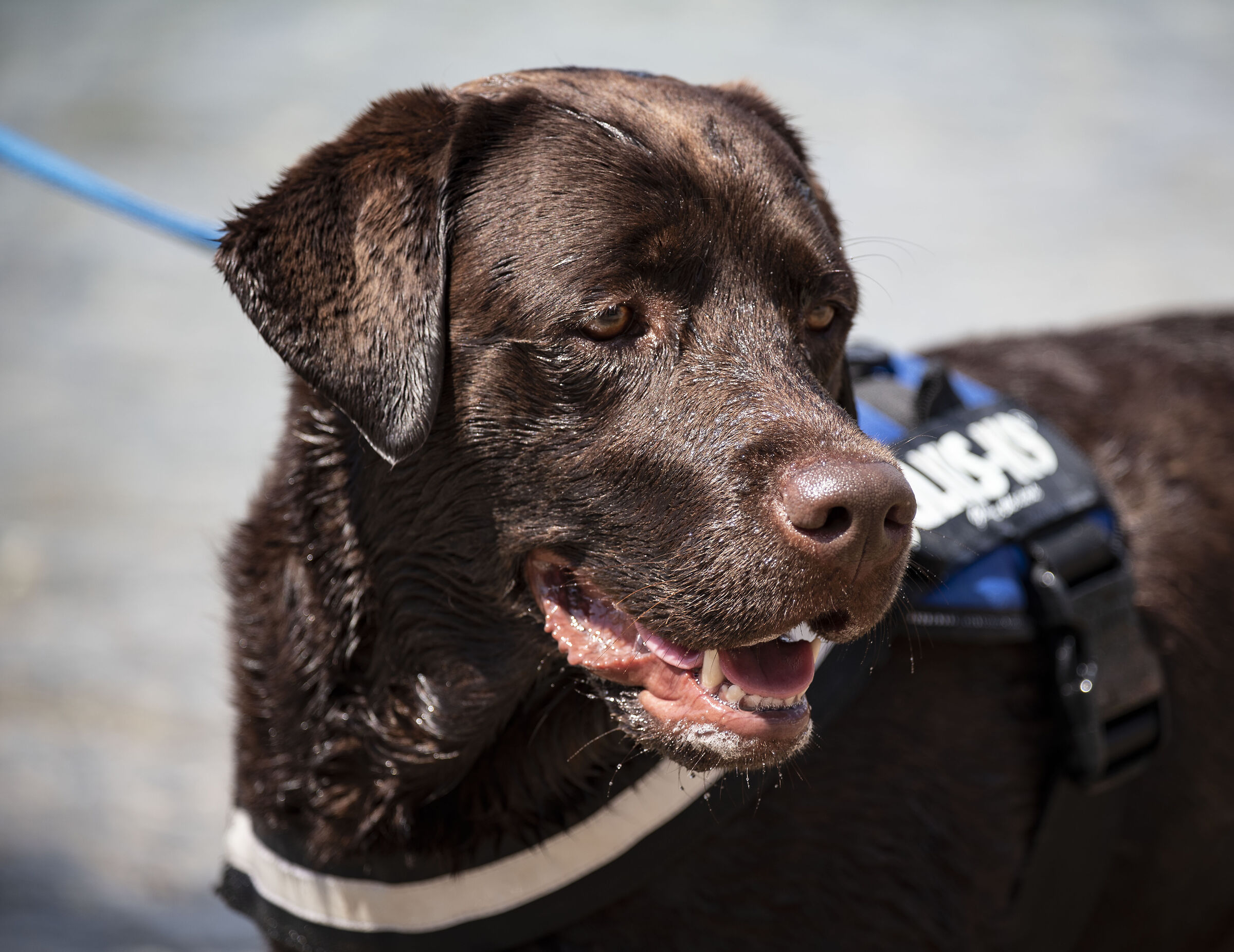 espressione splendida