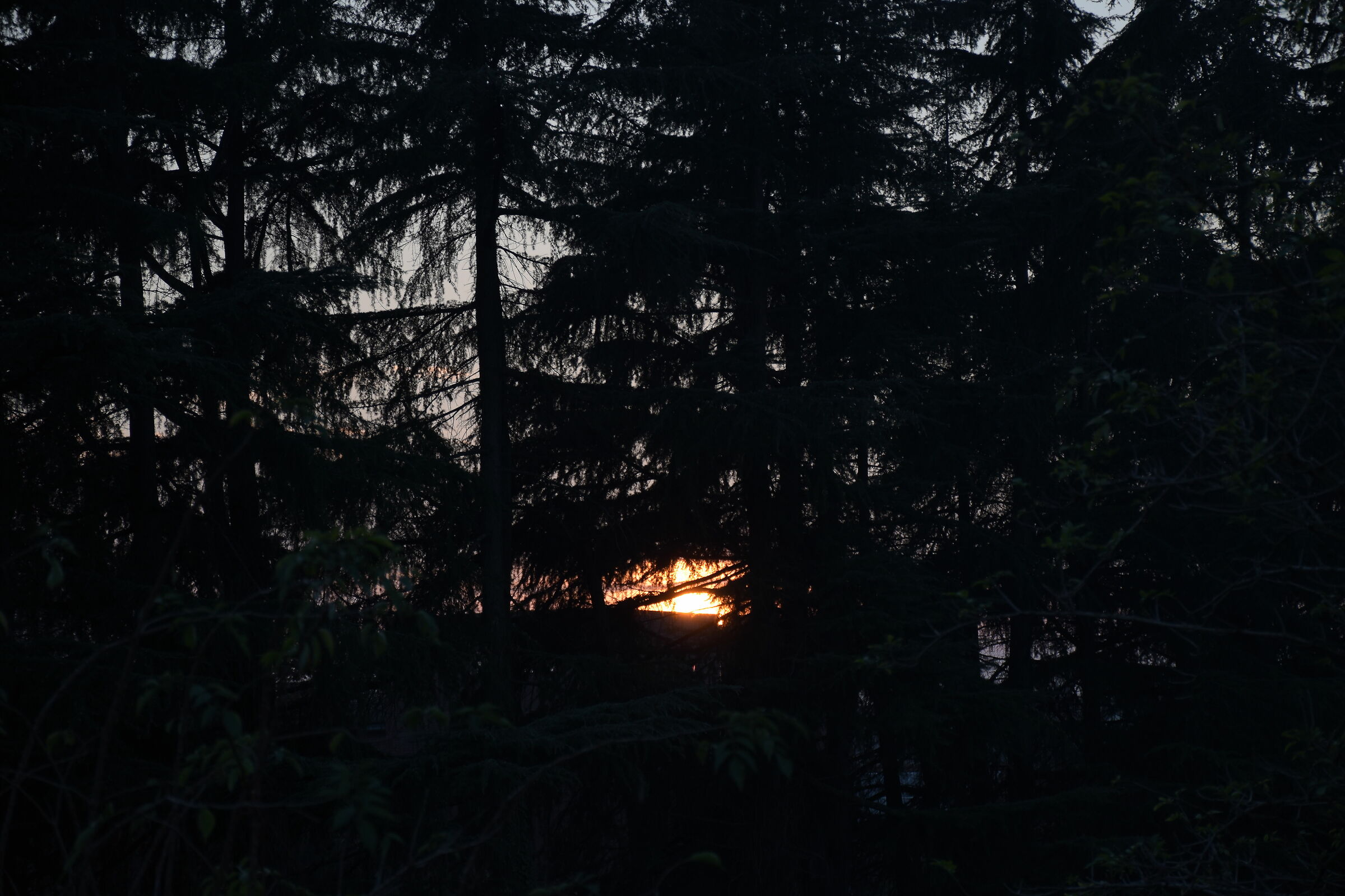 Luce oltre le frondi