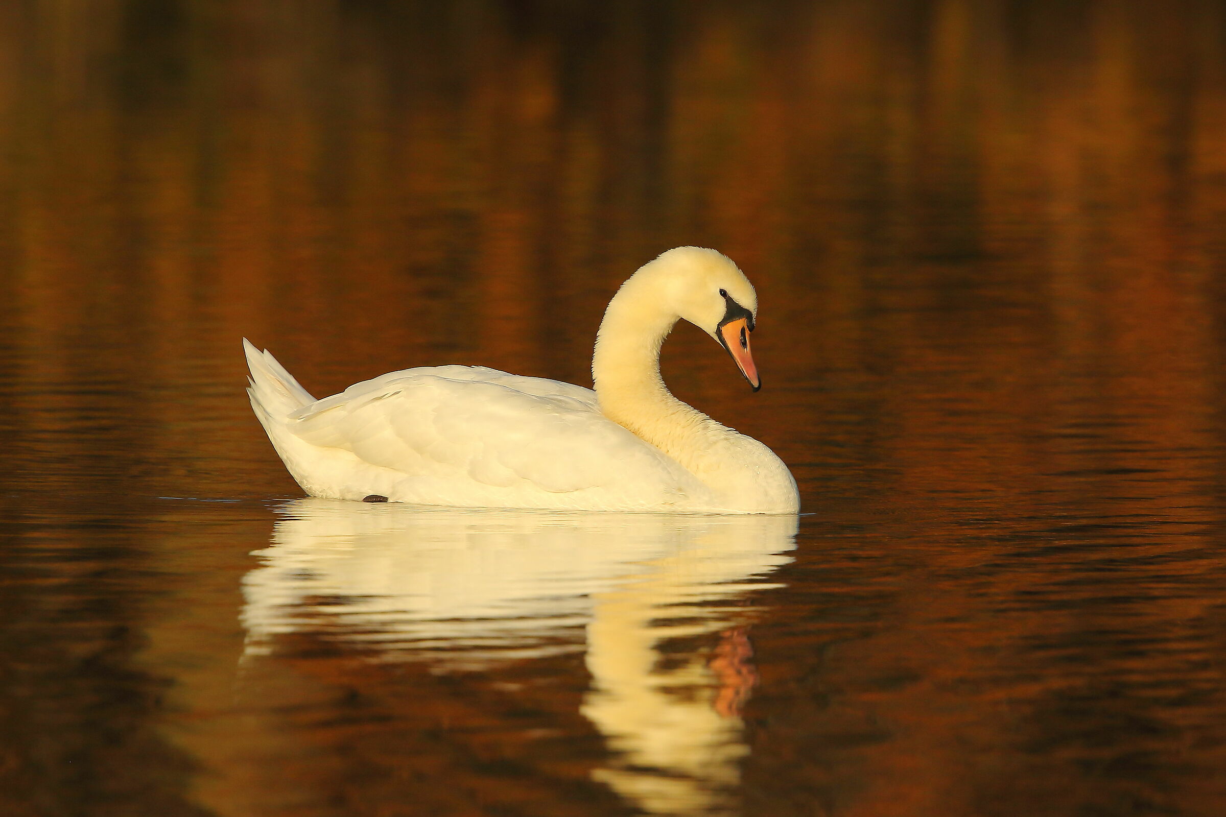 Royal Swan
