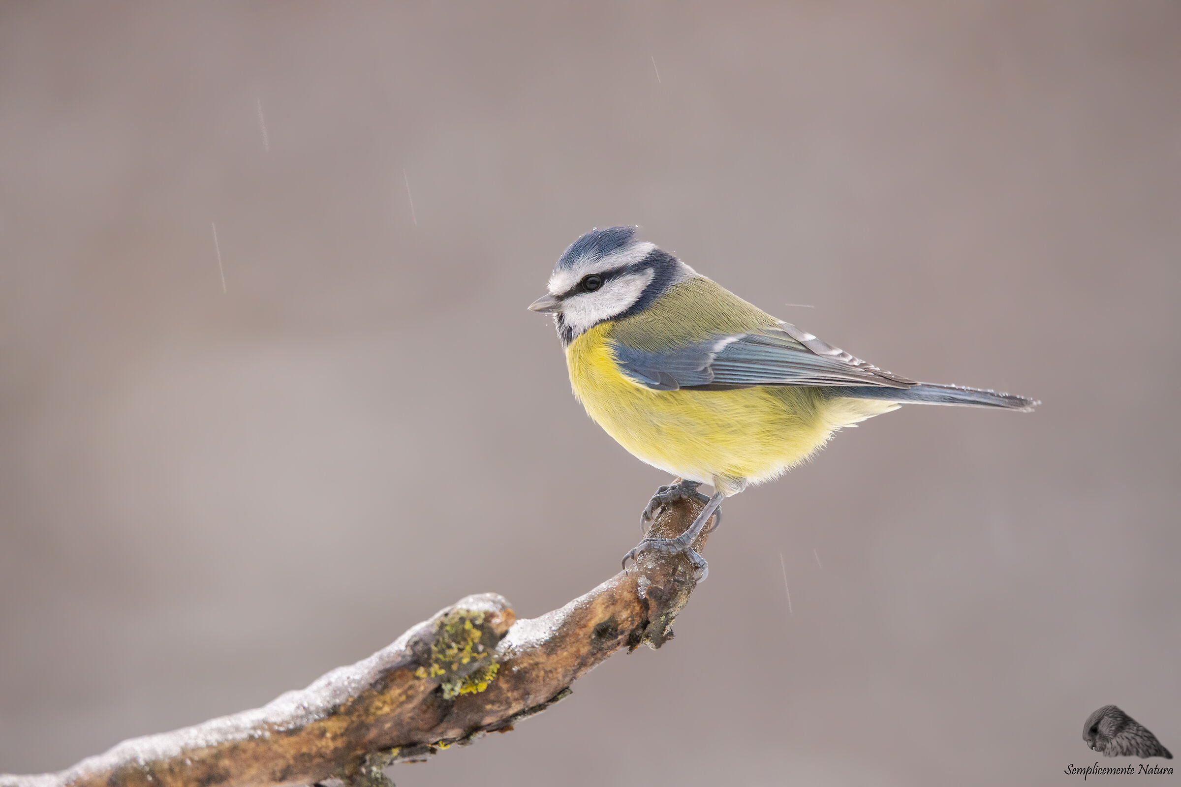 Cinciarella Department (Cyanistes caeruleus)