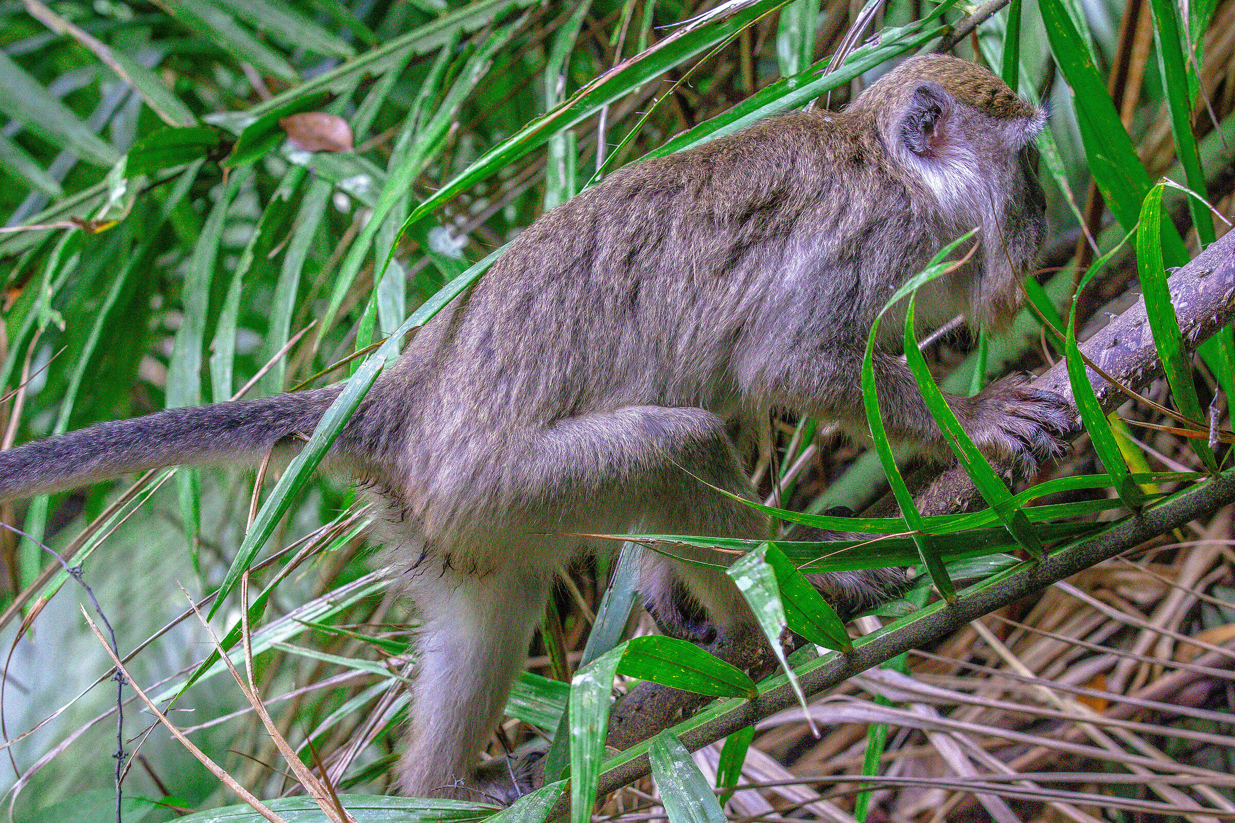 CRAB EATING MACAQUE FROM BORNEO