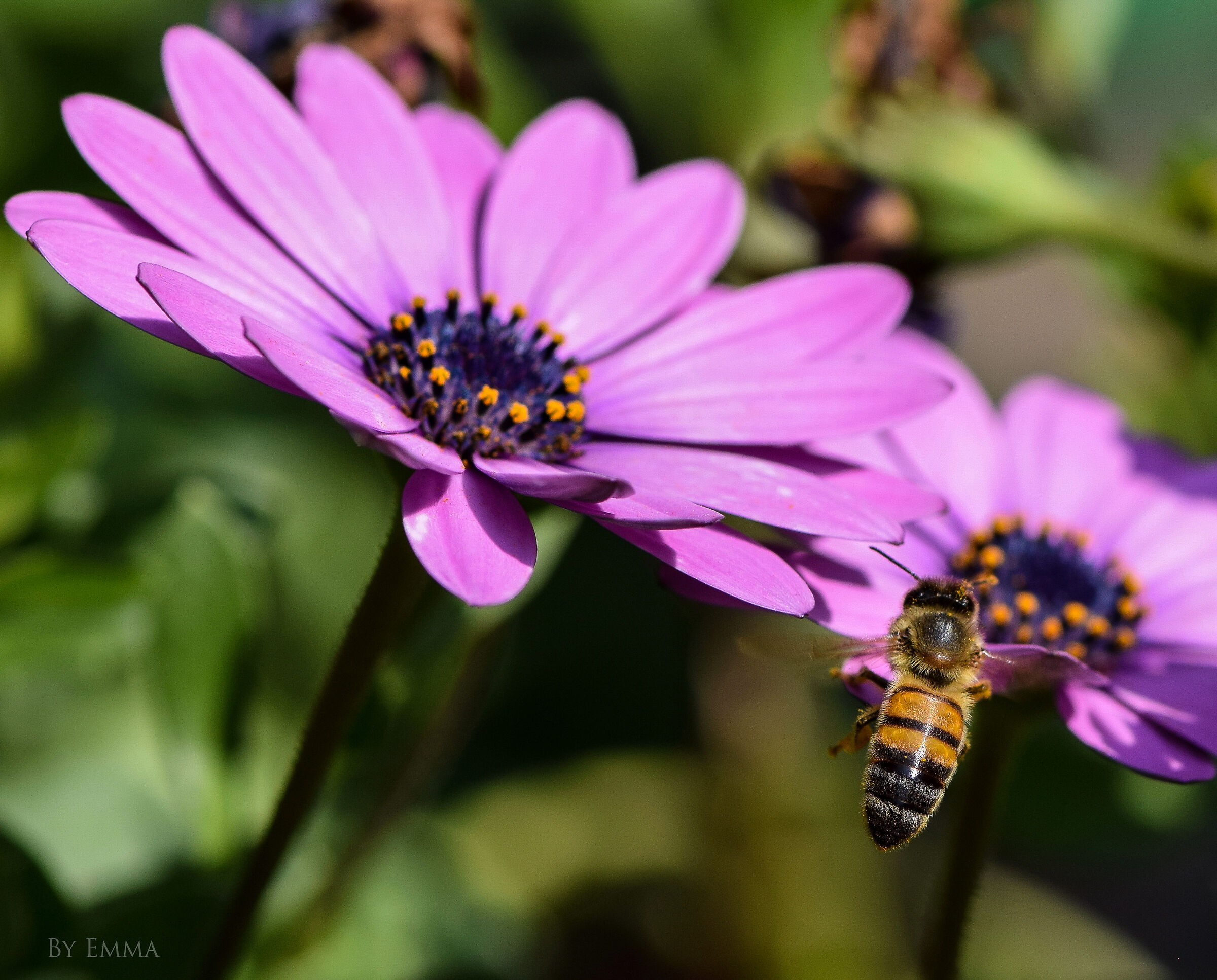 Flying between flowers