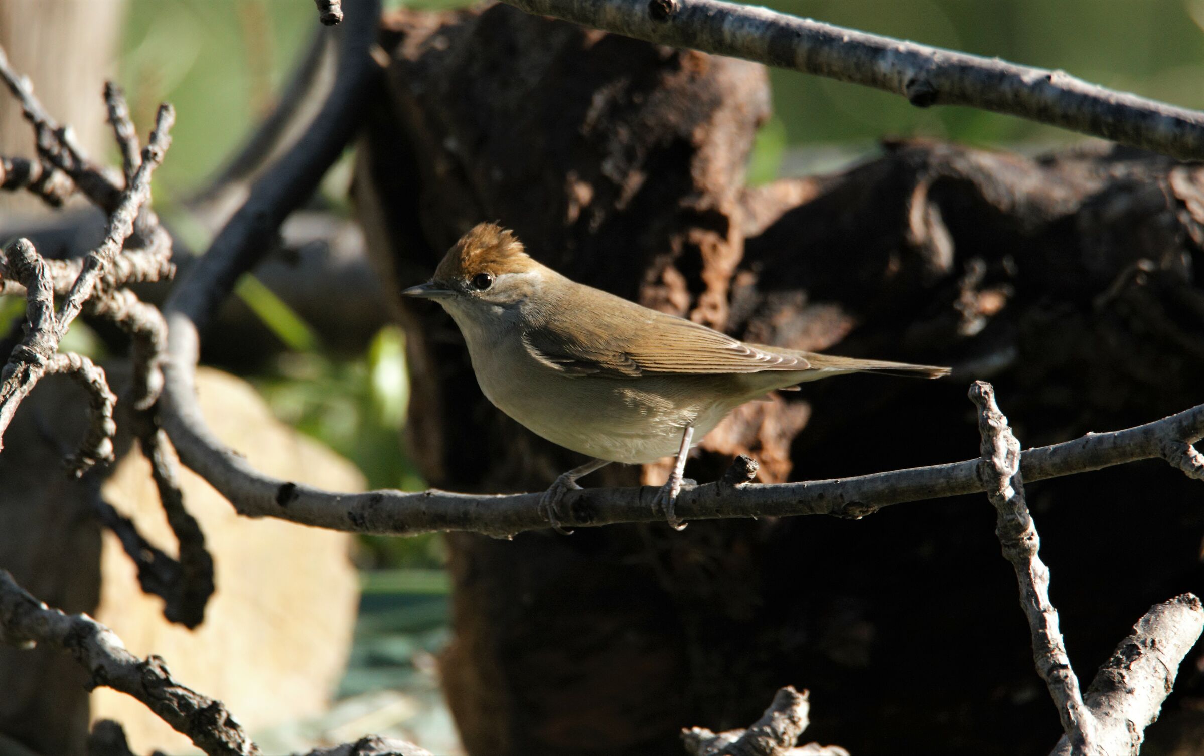 female black capinera