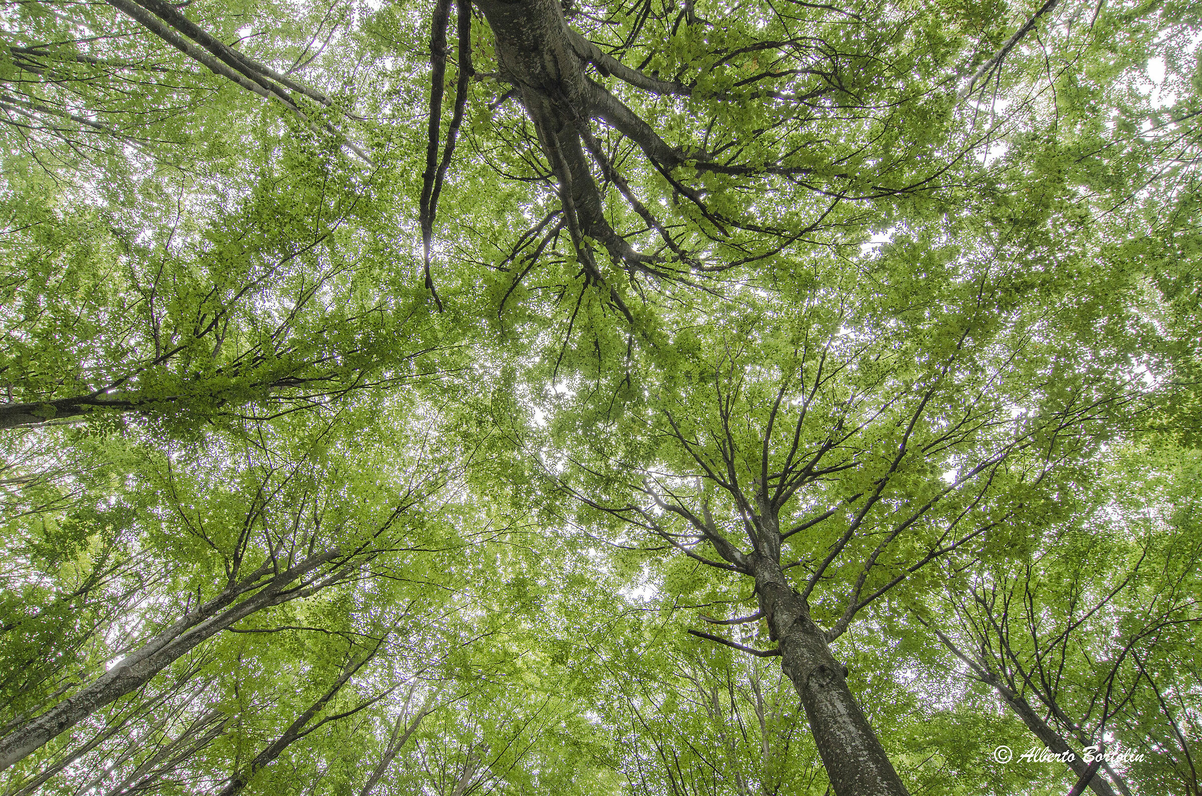 Beech forest Mount Fara