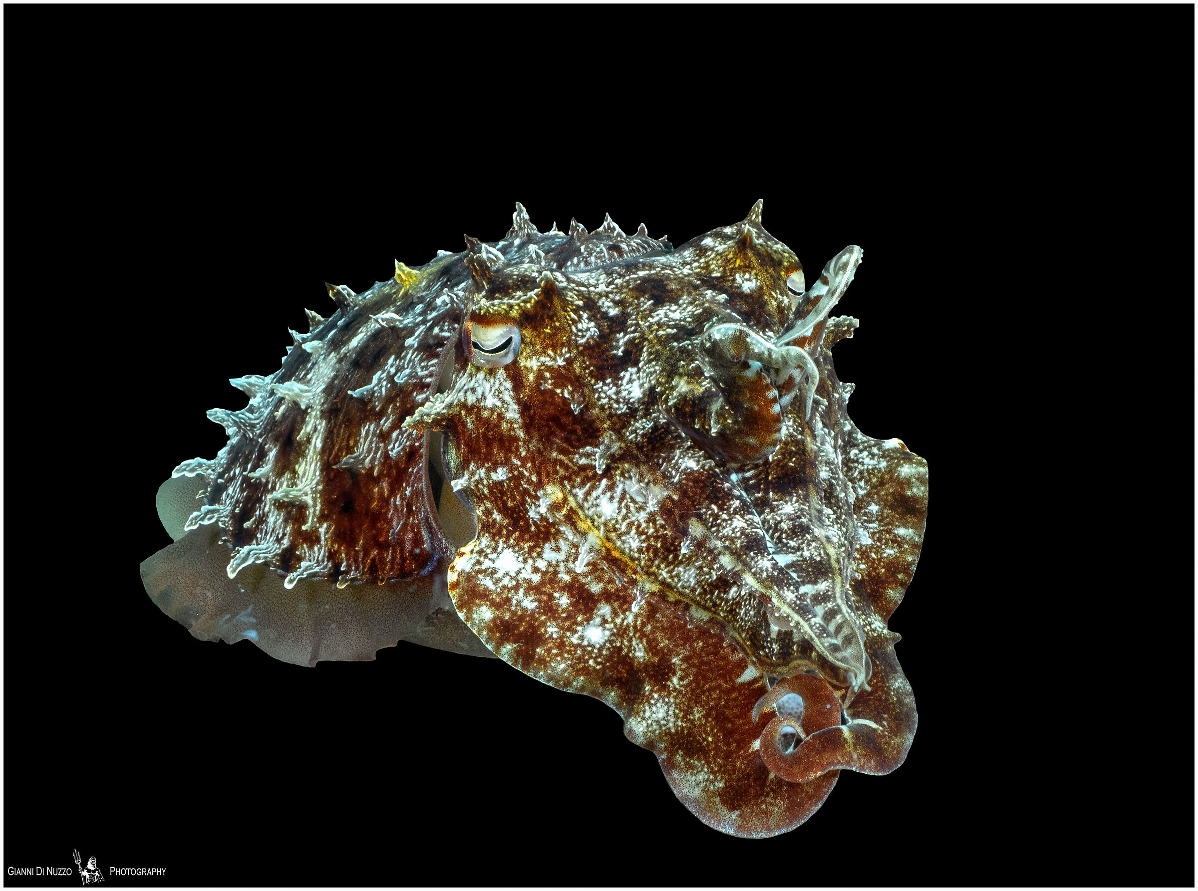 Today spaghetti with black of....