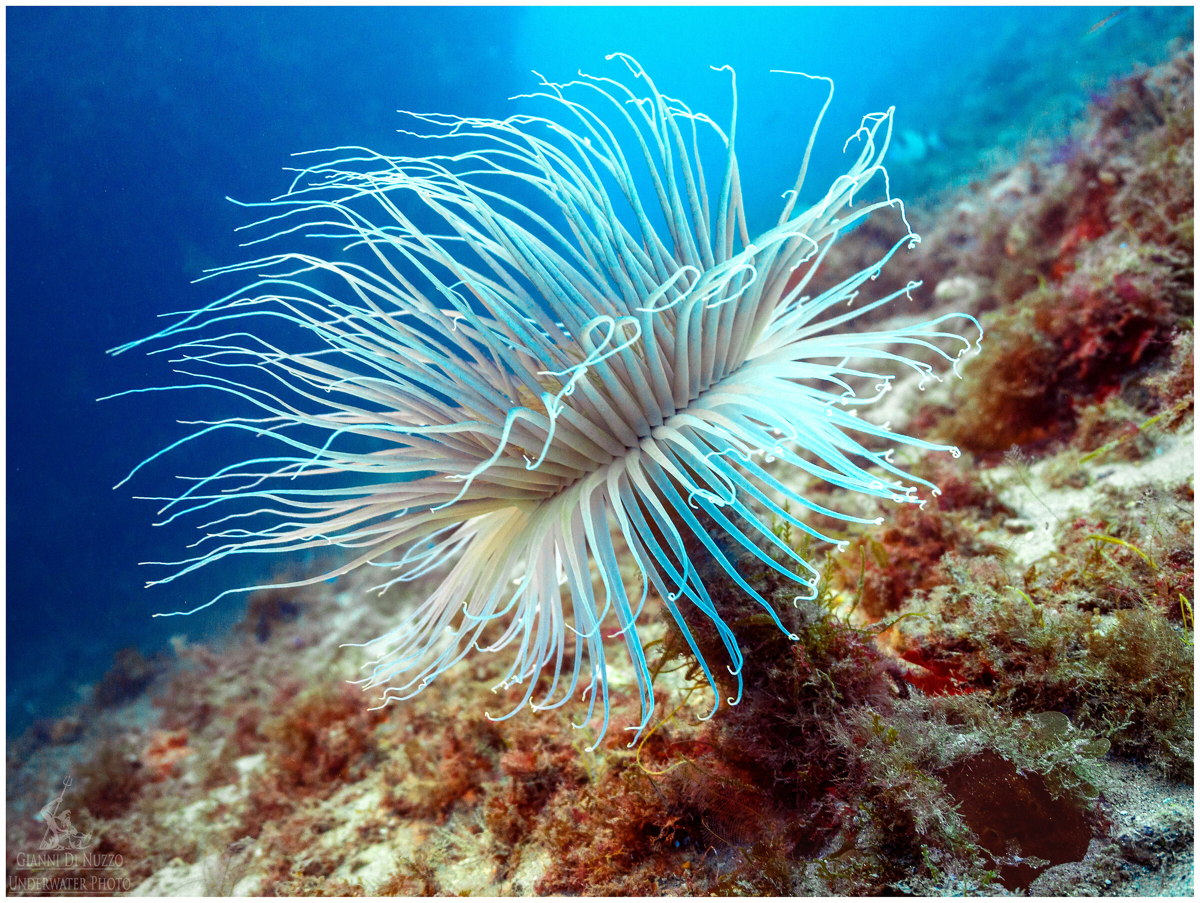 secolare e incantevole