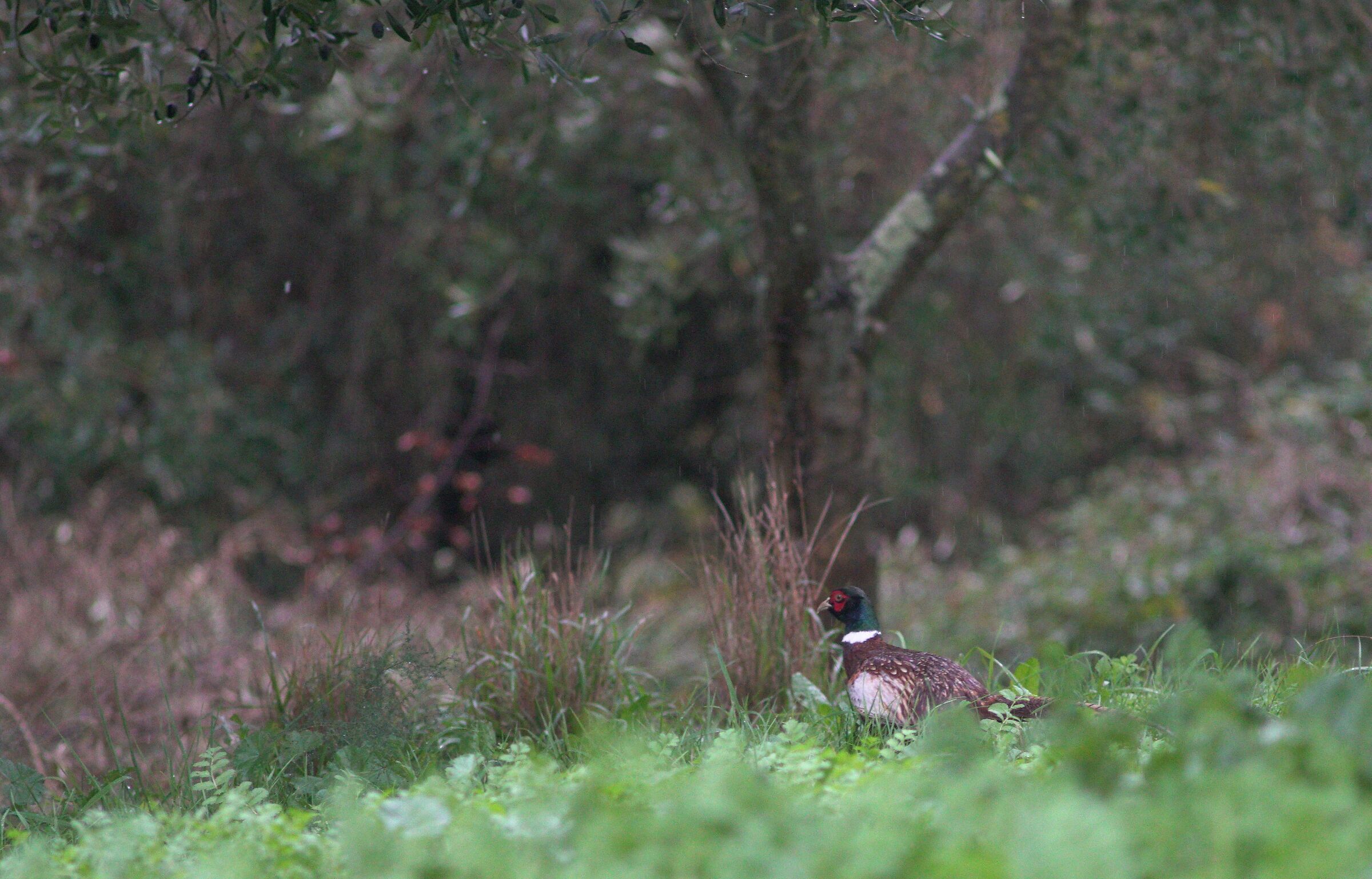 Pheasant in the Marcigliana_Roma