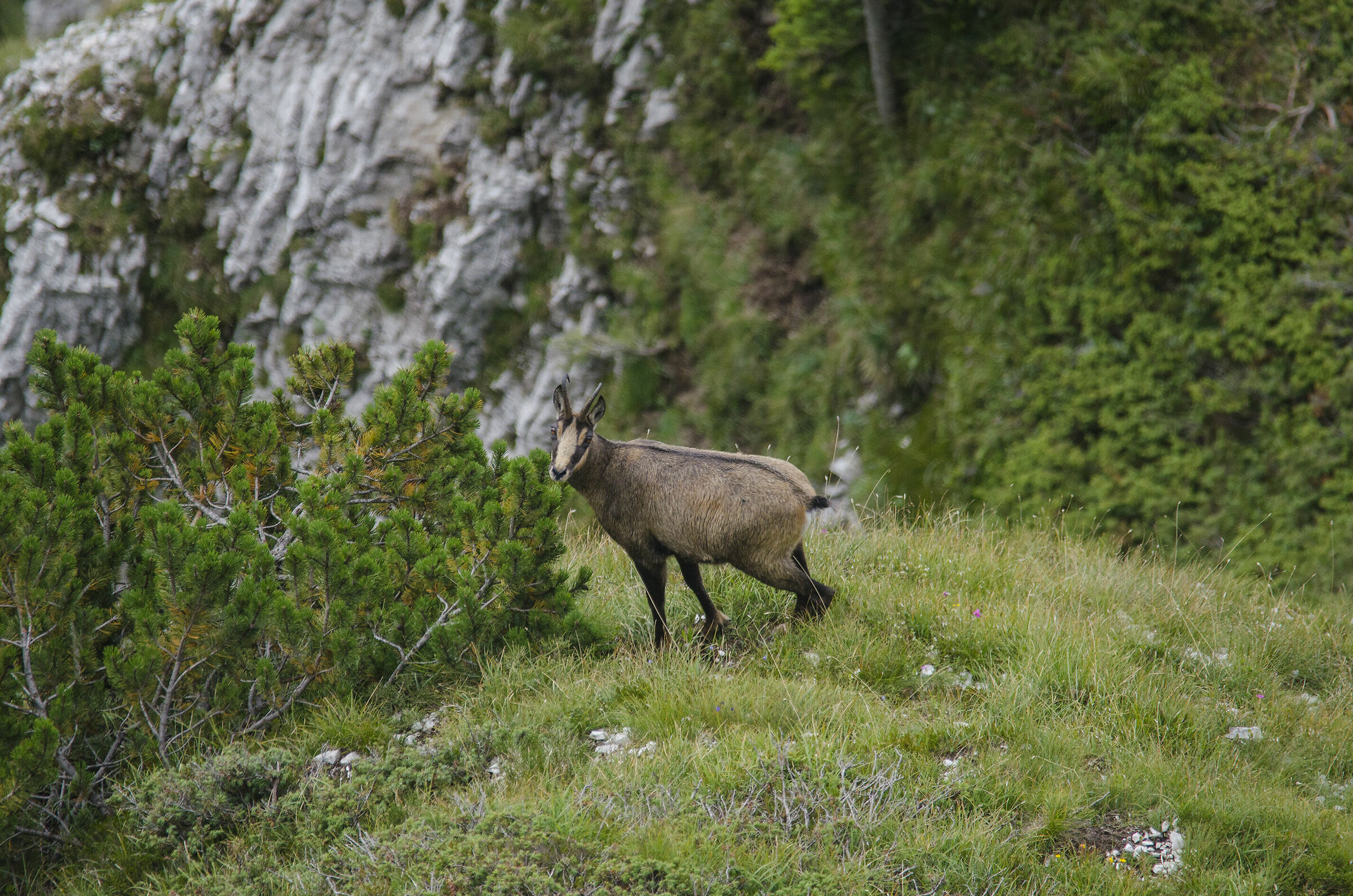 Suede at the top of the Borgà